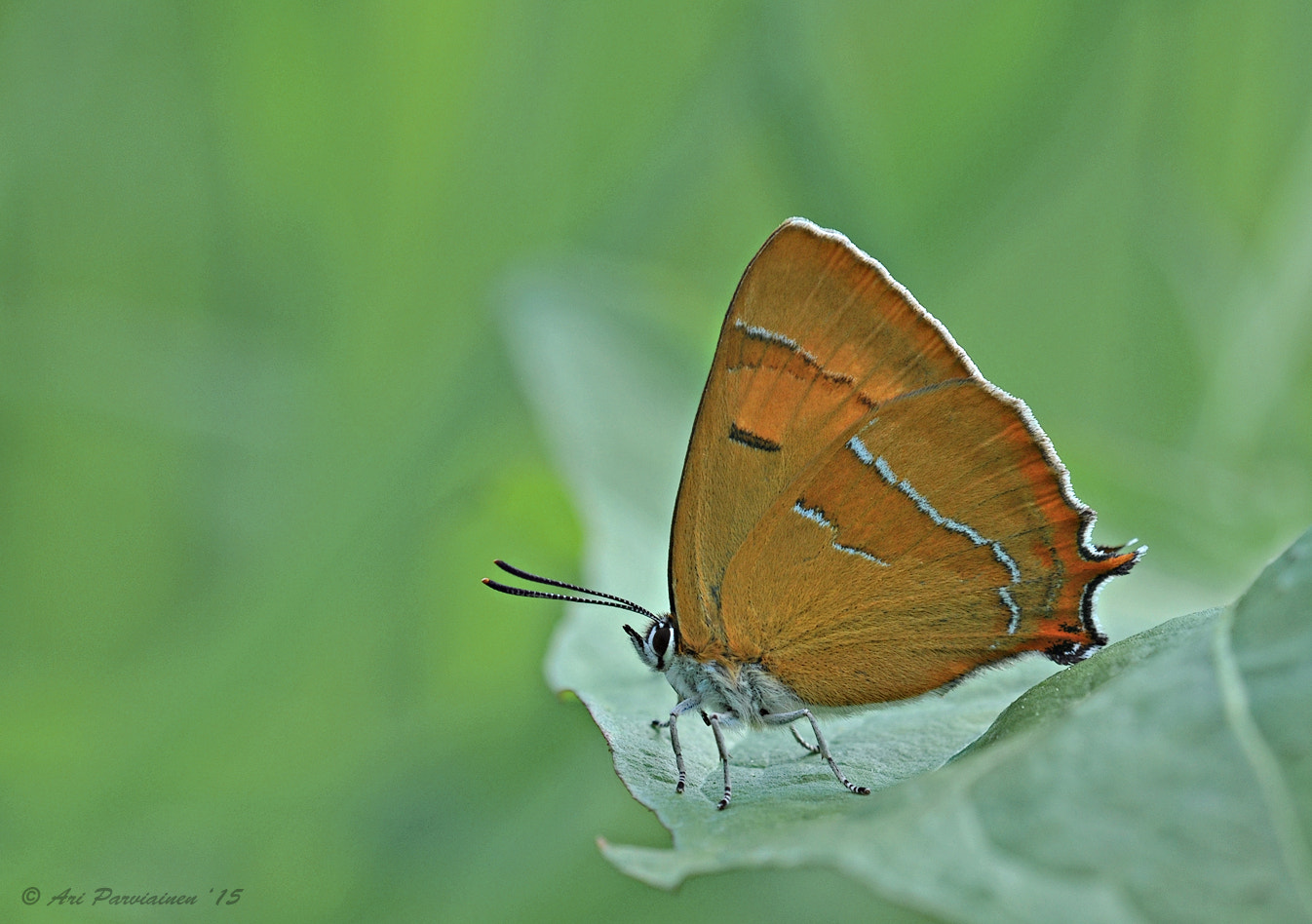 Sigma 150mm F2.8 EX DG OS Macro HSM sample photo. Brown hairstreak photography