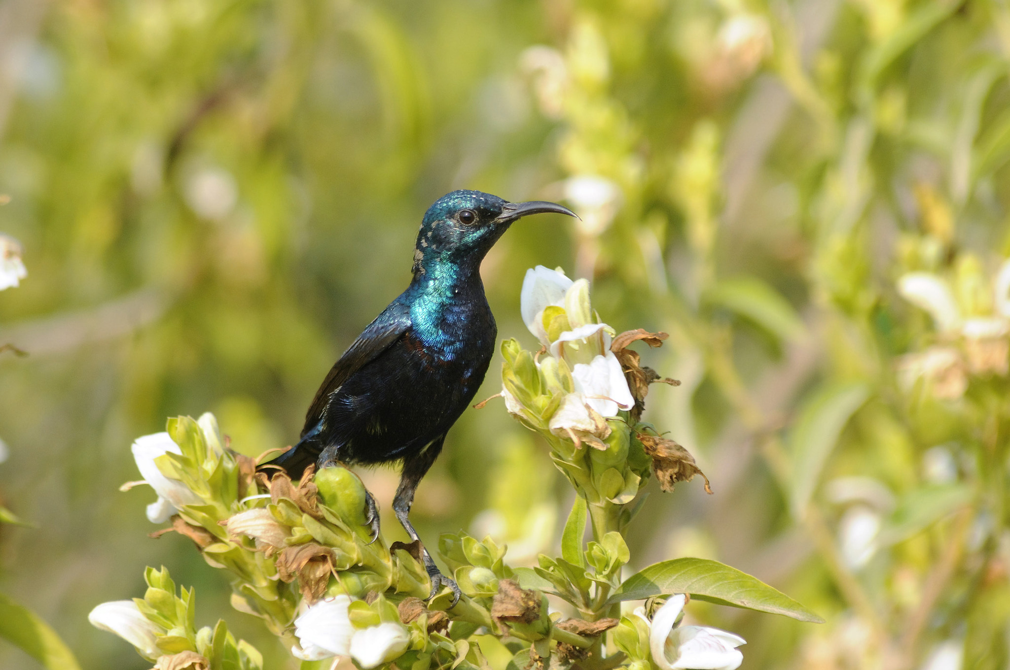 AF Zoom-Nikkor 70-300mm f/4-5.6D ED sample photo. Purple sun bird photography