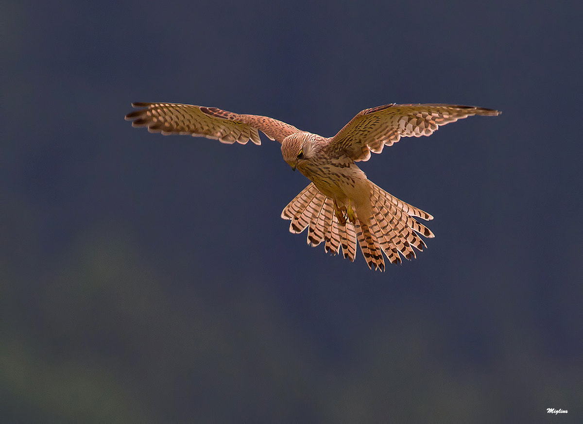 Canon EF 300mm f/2.8L + 1.4x sample photo. Spirito santo photography