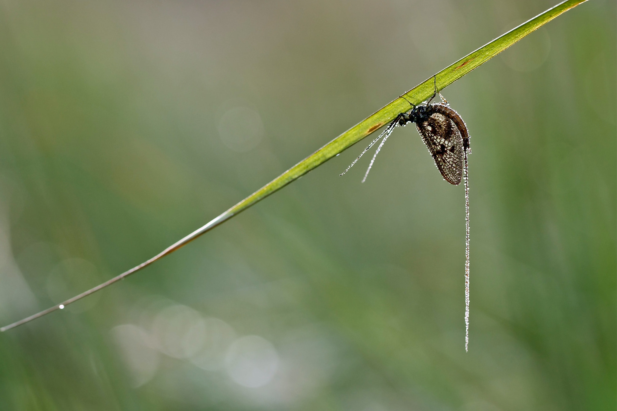 Canon EOS 450D (EOS Rebel XSi / EOS Kiss X2) + Canon EF 100mm F2.8L Macro IS USM sample photo. Suspended and pearl dew photography