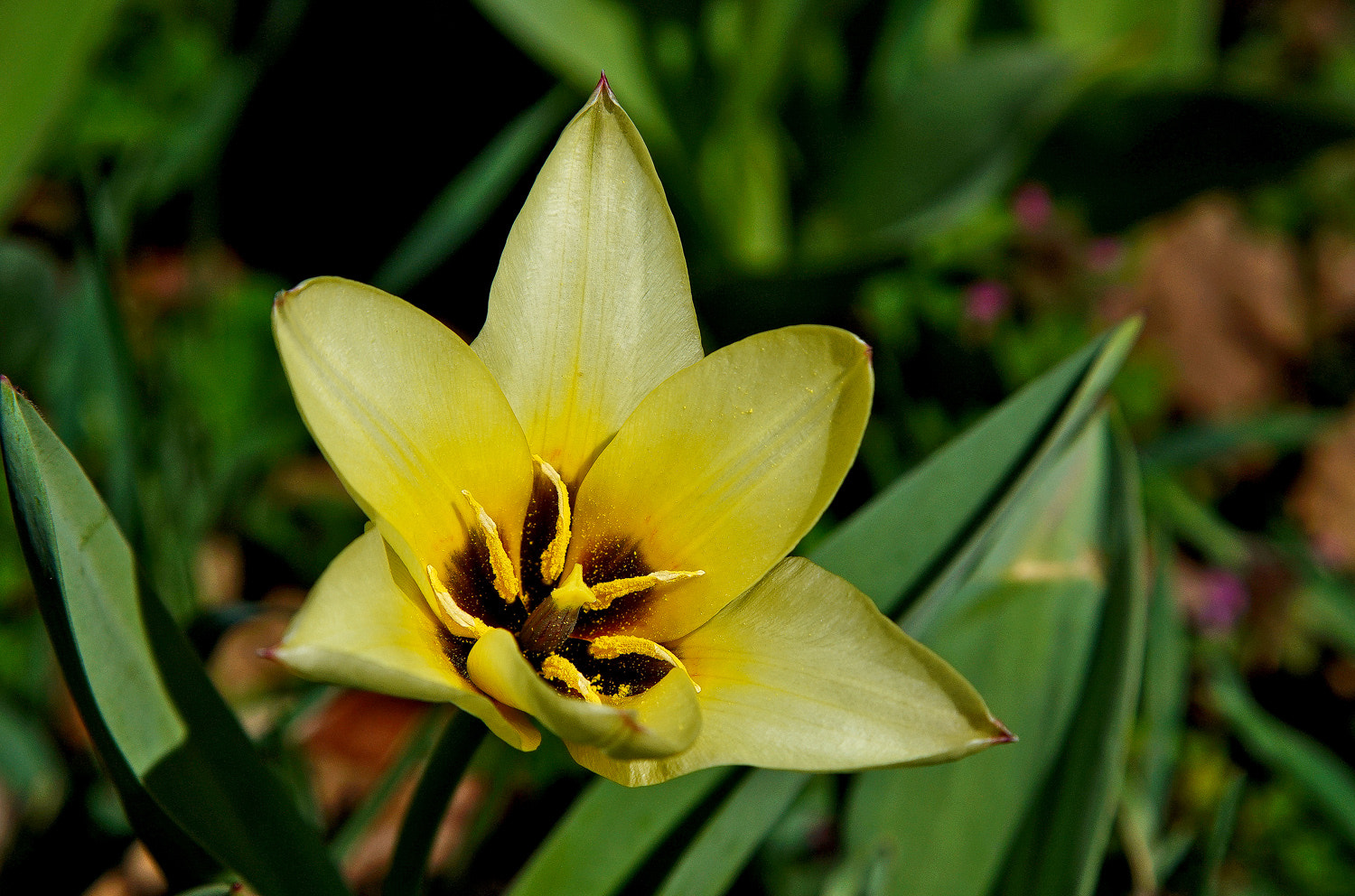 24-105mm F4 G SSM OSS sample photo. Star tulip photography