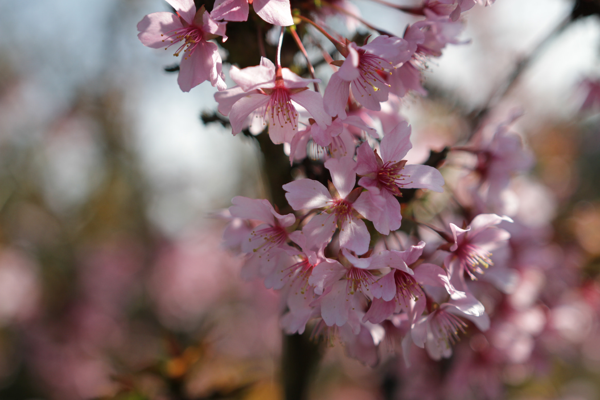 Canon 18-35mm sample photo. Springtime photography