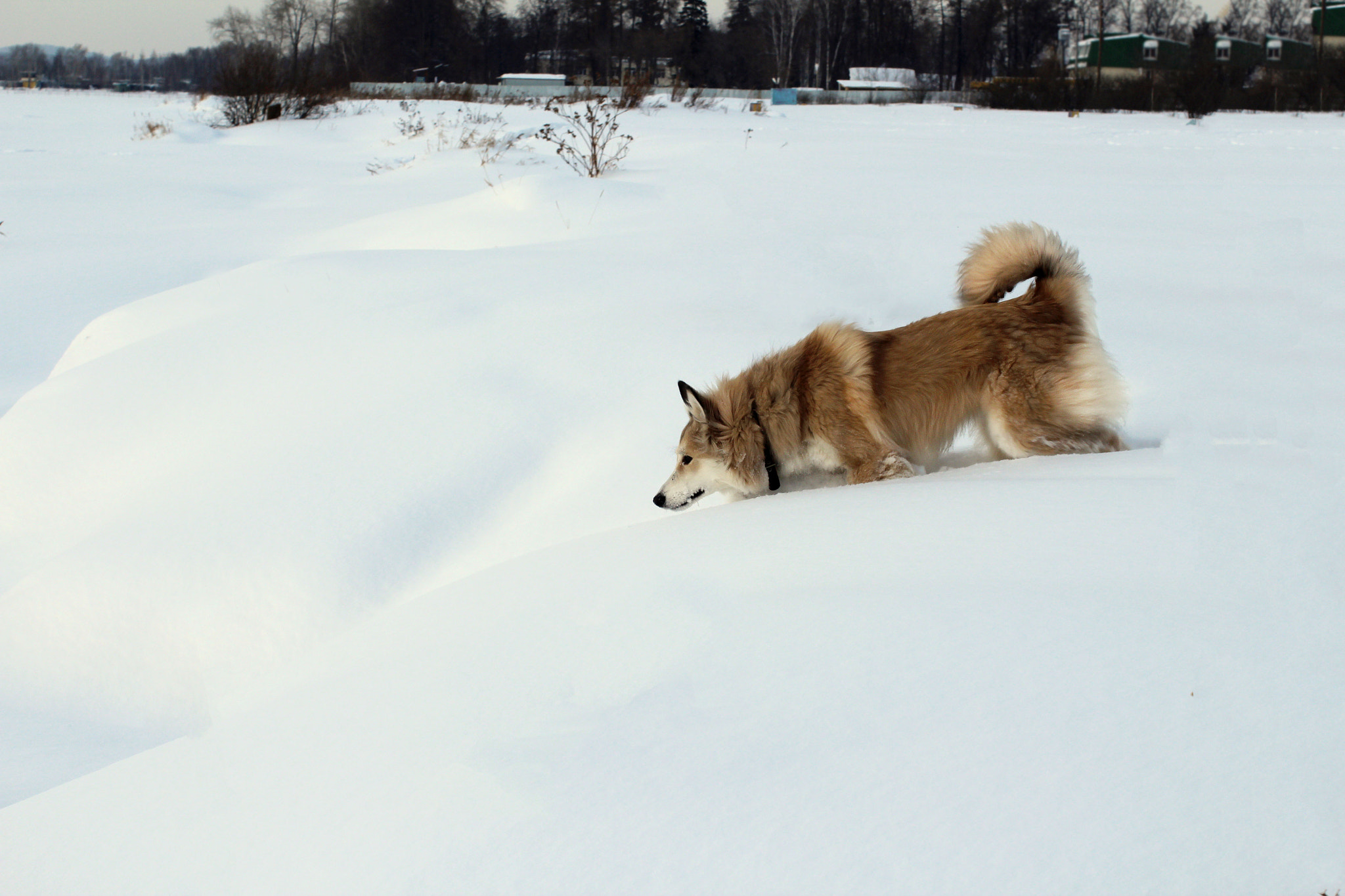 Canon EOS 600D (Rebel EOS T3i / EOS Kiss X5) + Canon EF 50mm F1.2L USM sample photo. My dog photography