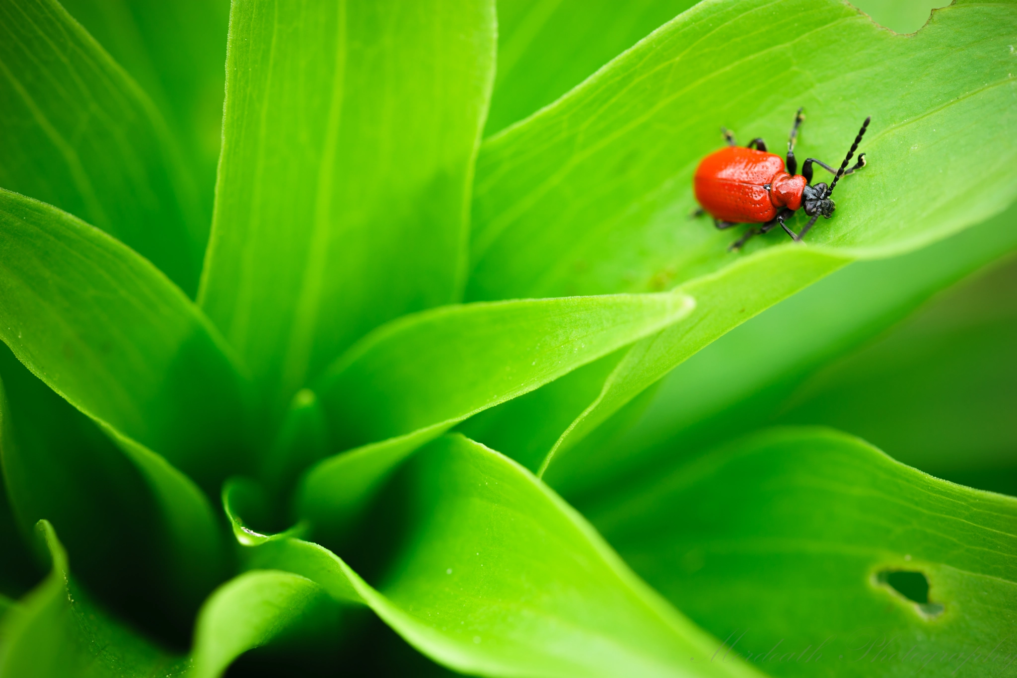 105mm F2.8 sample photo. The contrast of spring photography