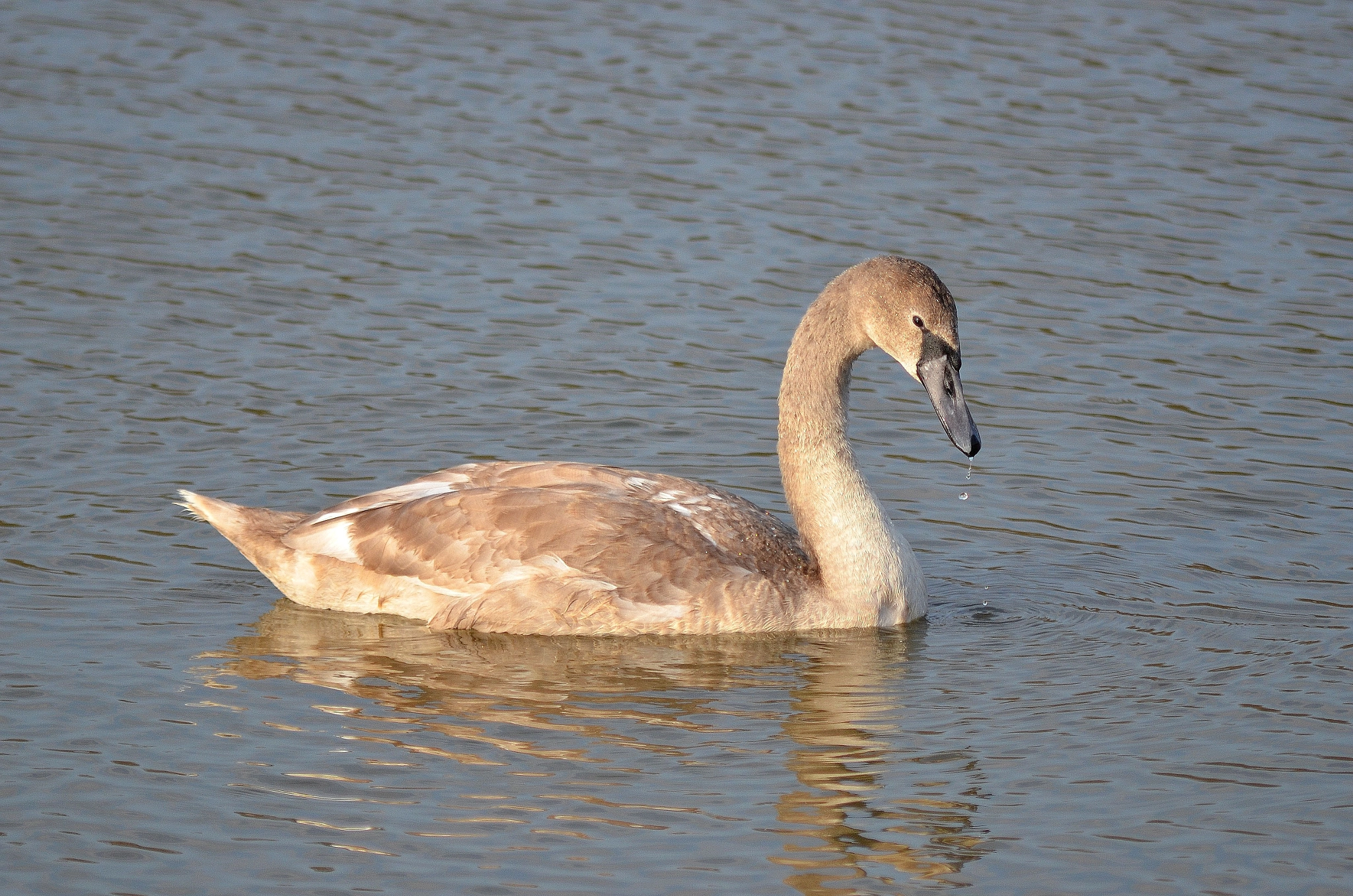 Nikon D7000 + AF Zoom-Nikkor 75-300mm f/4.5-5.6 sample photo. 010 photography