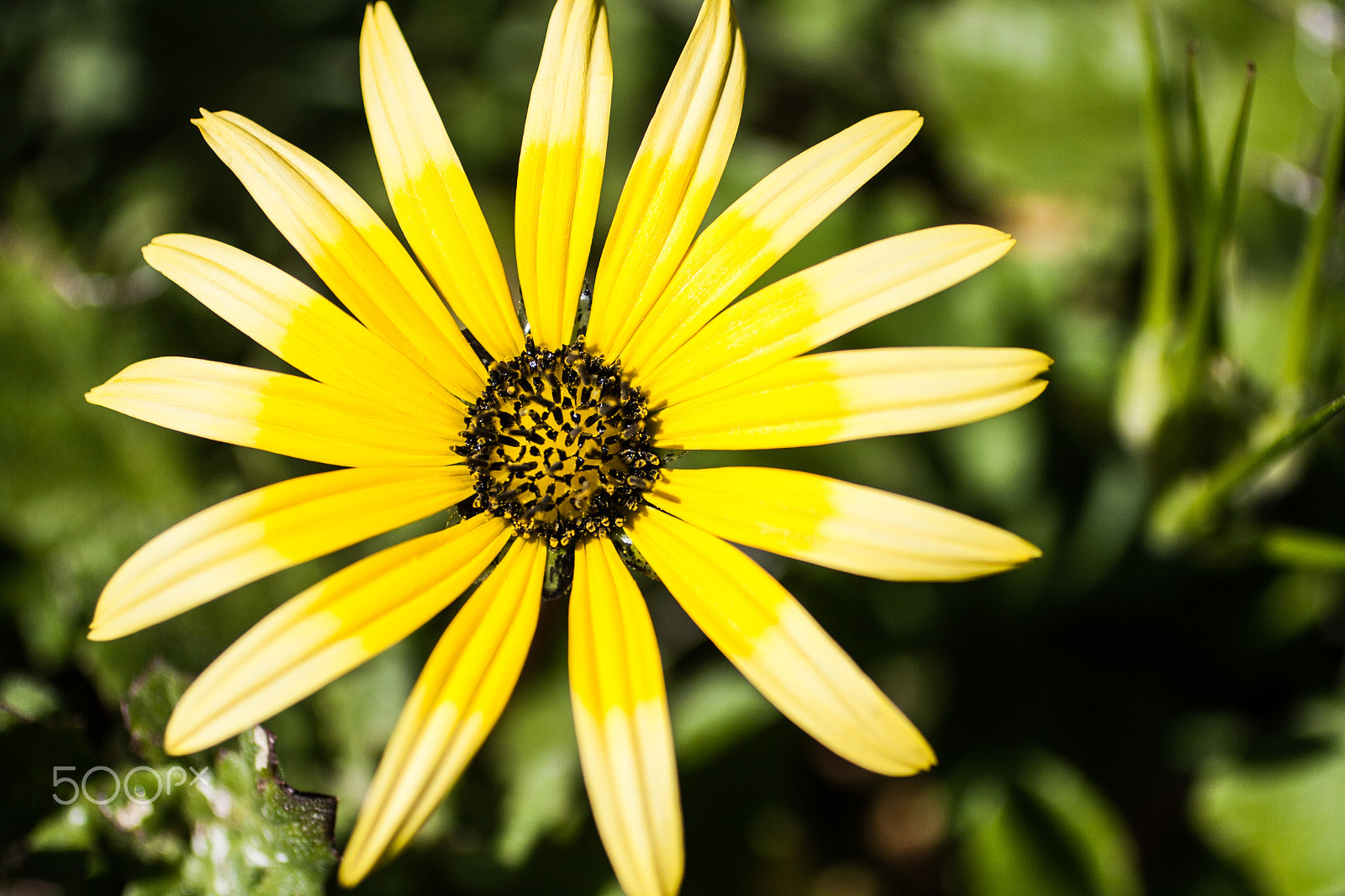 Canon EF 50mm F2.5 Macro sample photo. Yellow_flower photography