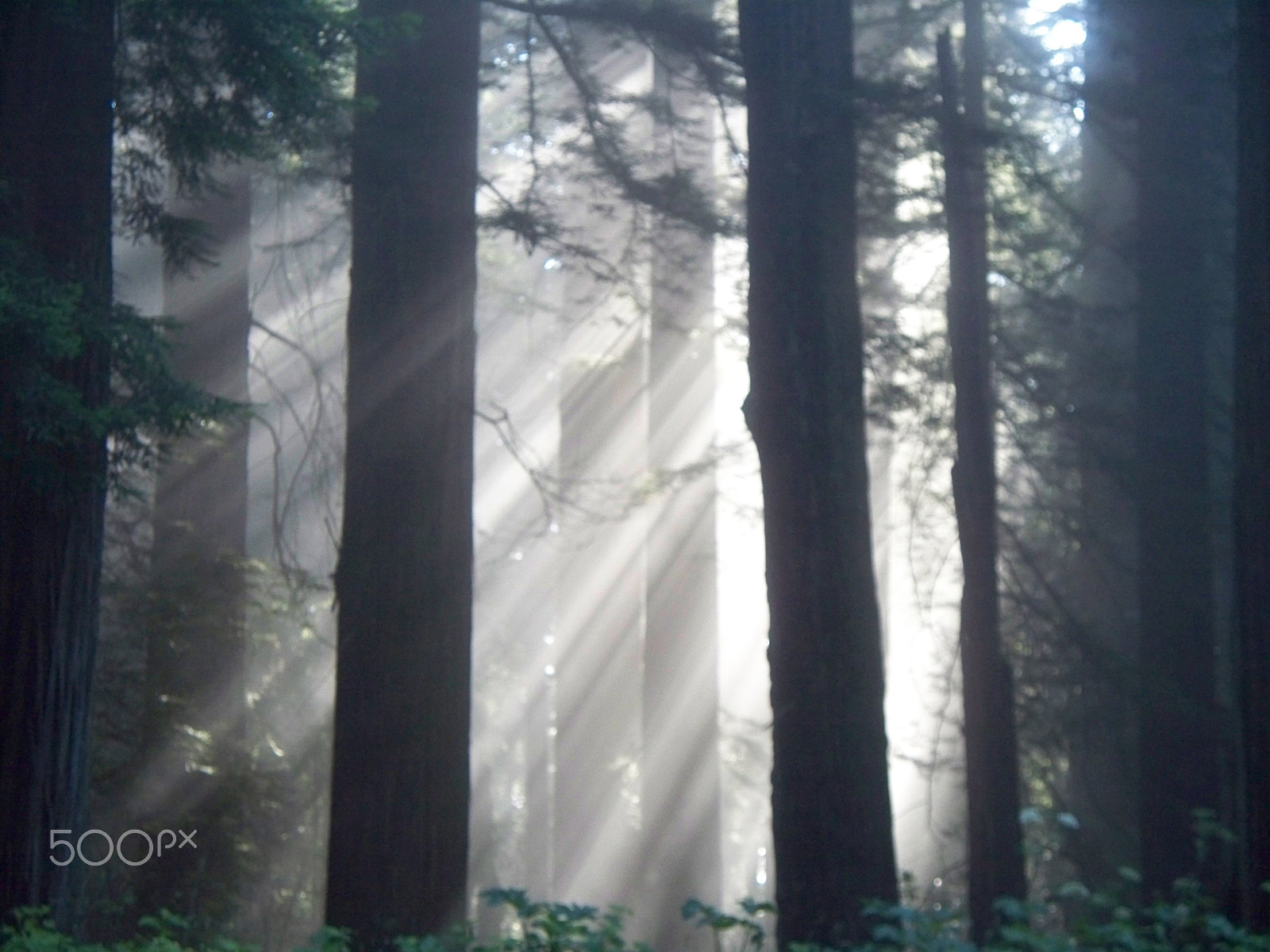 Kodak Z1275 ZOOM DIGITAL CAMERA sample photo. In natures cathedral photography