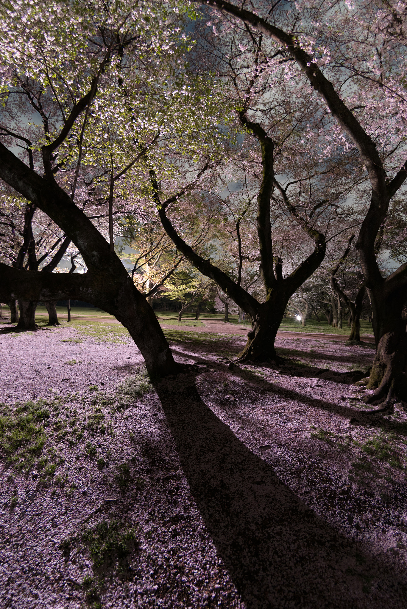 Nikon D810A sample photo. Forest cherry photography