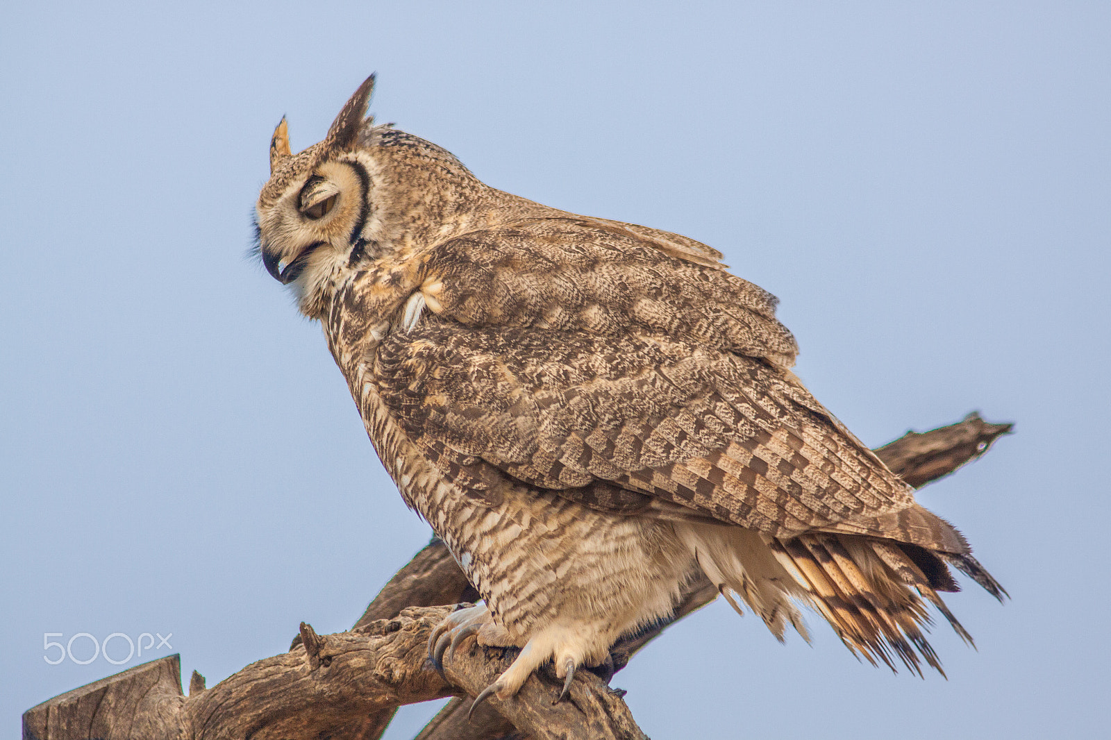 Canon EOS 50D + Canon EF 75-300mm F4.0-5.6 IS USM sample photo. Great horned owl photography