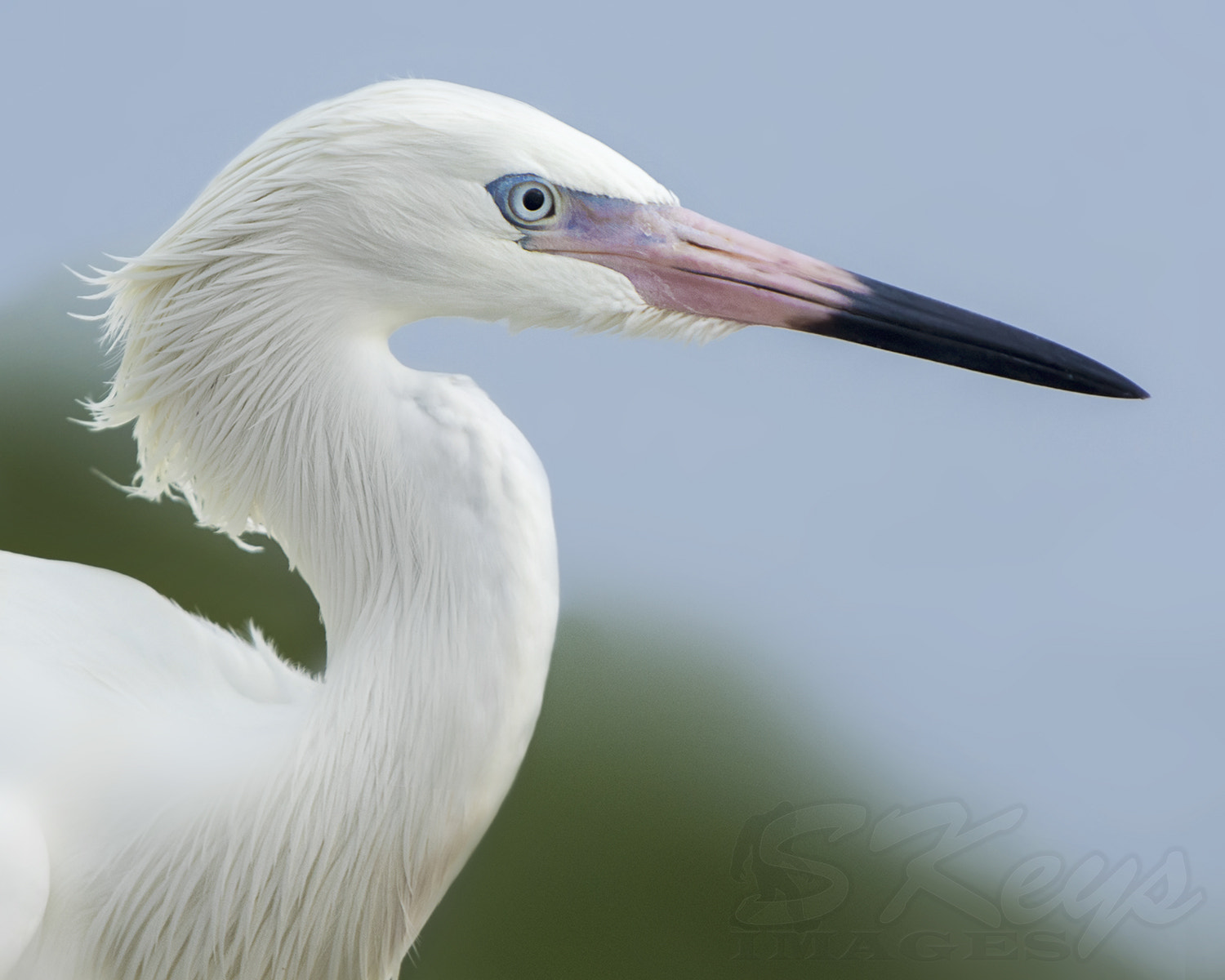 Nikon D7200 + Sigma 500mm F4.5 EX DG HSM sample photo. Intent (reddish egret - white morph) photography