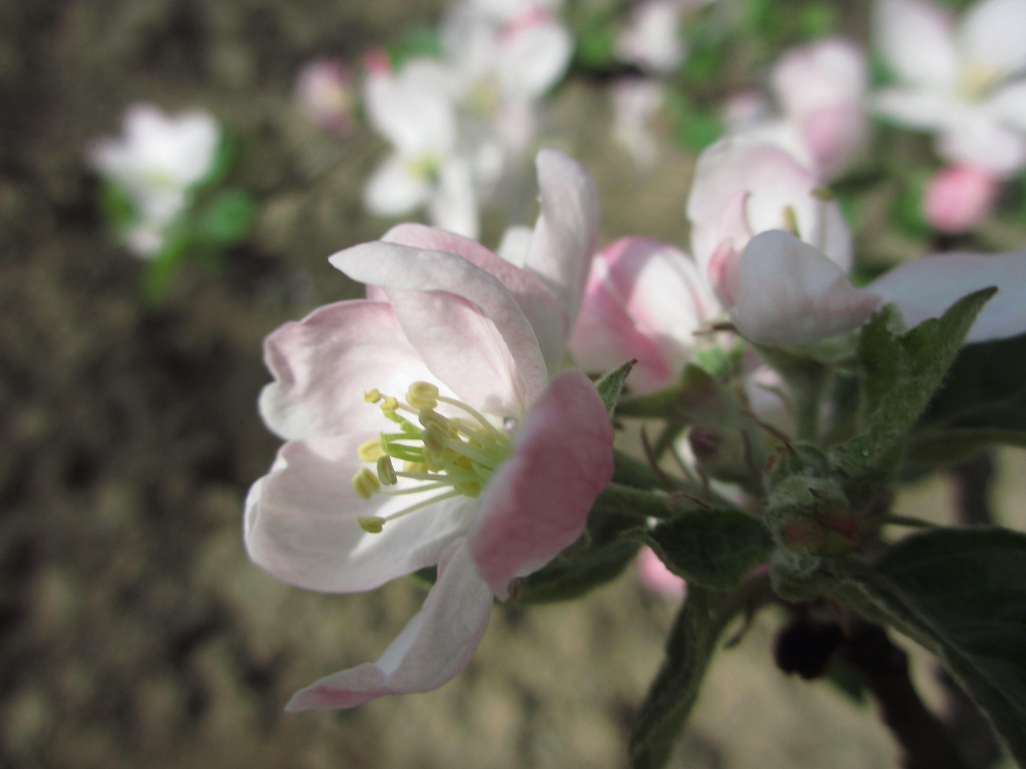 Canon PowerShot ELPH 310 HS (IXUS 230 HS / IXY 600F) sample photo. Apple flower photography