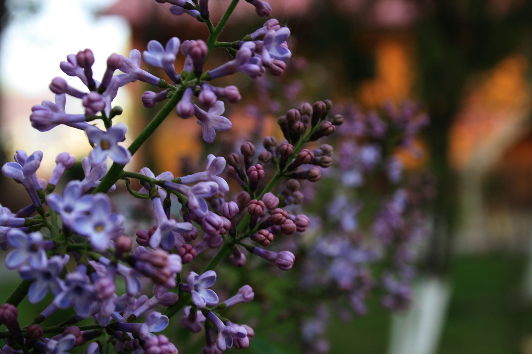 Canon EF-S 18-55mm F3.5-5.6 sample photo. My fav flowers photography