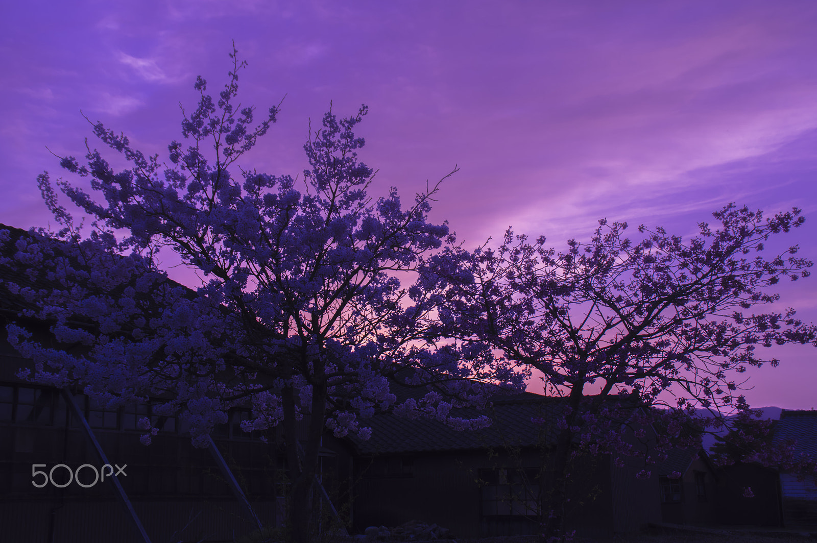 Tamron AF 18-200mm F3.5-6.3 XR Di II LD Aspherical (IF) Macro sample photo. "夕景の桜 " cherry tree of the landscape at evening photography