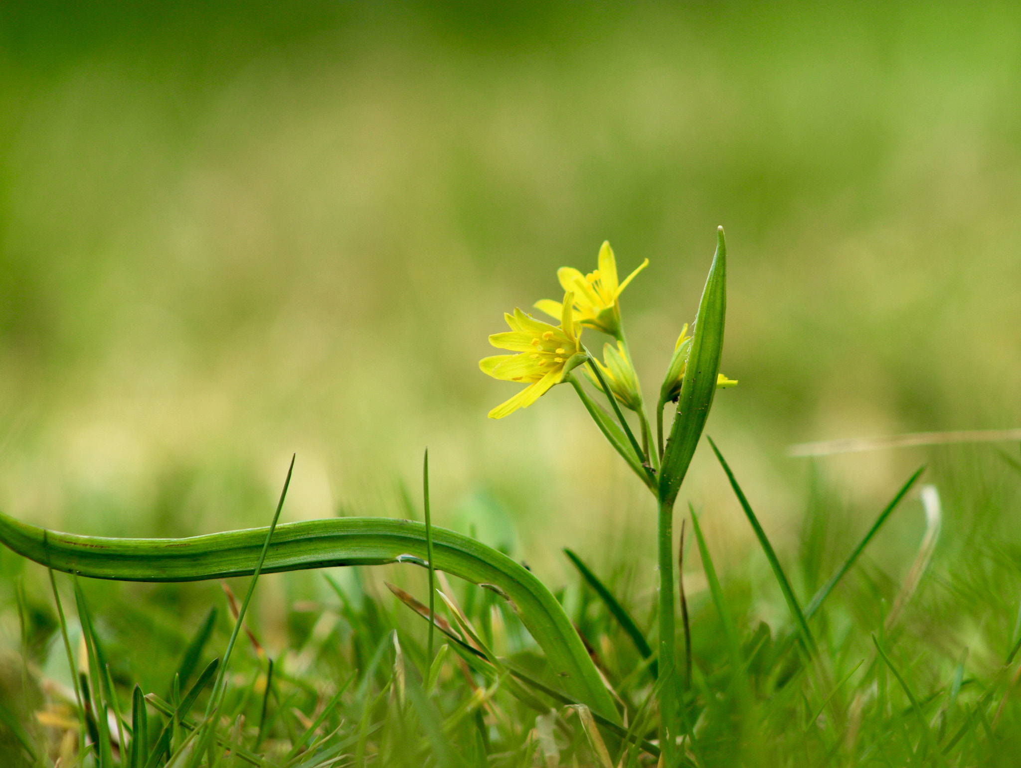 Canon EF75-300mm f/4-5.6 sample photo. Spring time photography
