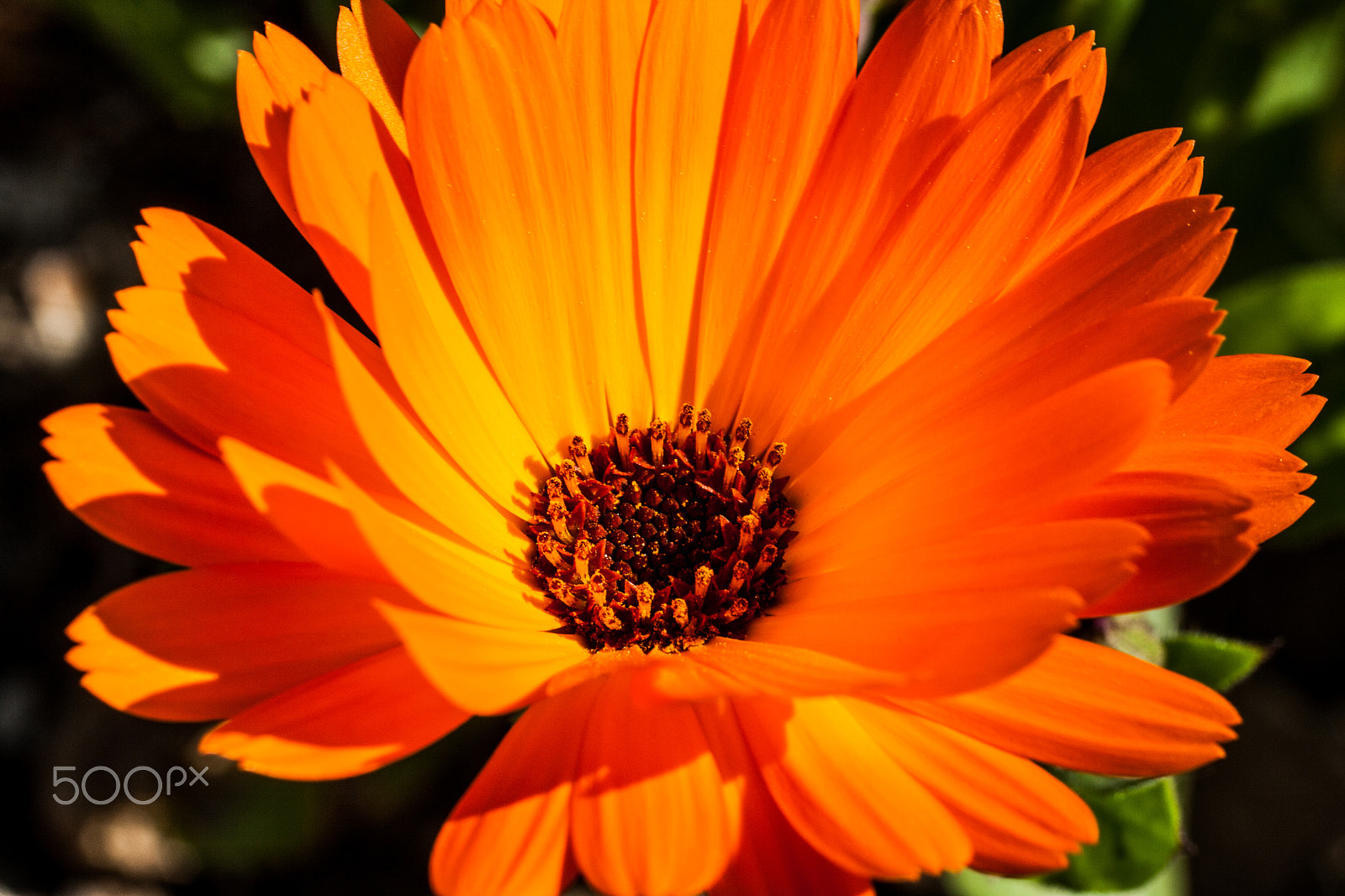 Canon EOS 400D (EOS Digital Rebel XTi / EOS Kiss Digital X) + Canon EF 50mm F2.5 Macro sample photo. Orange_flower photography