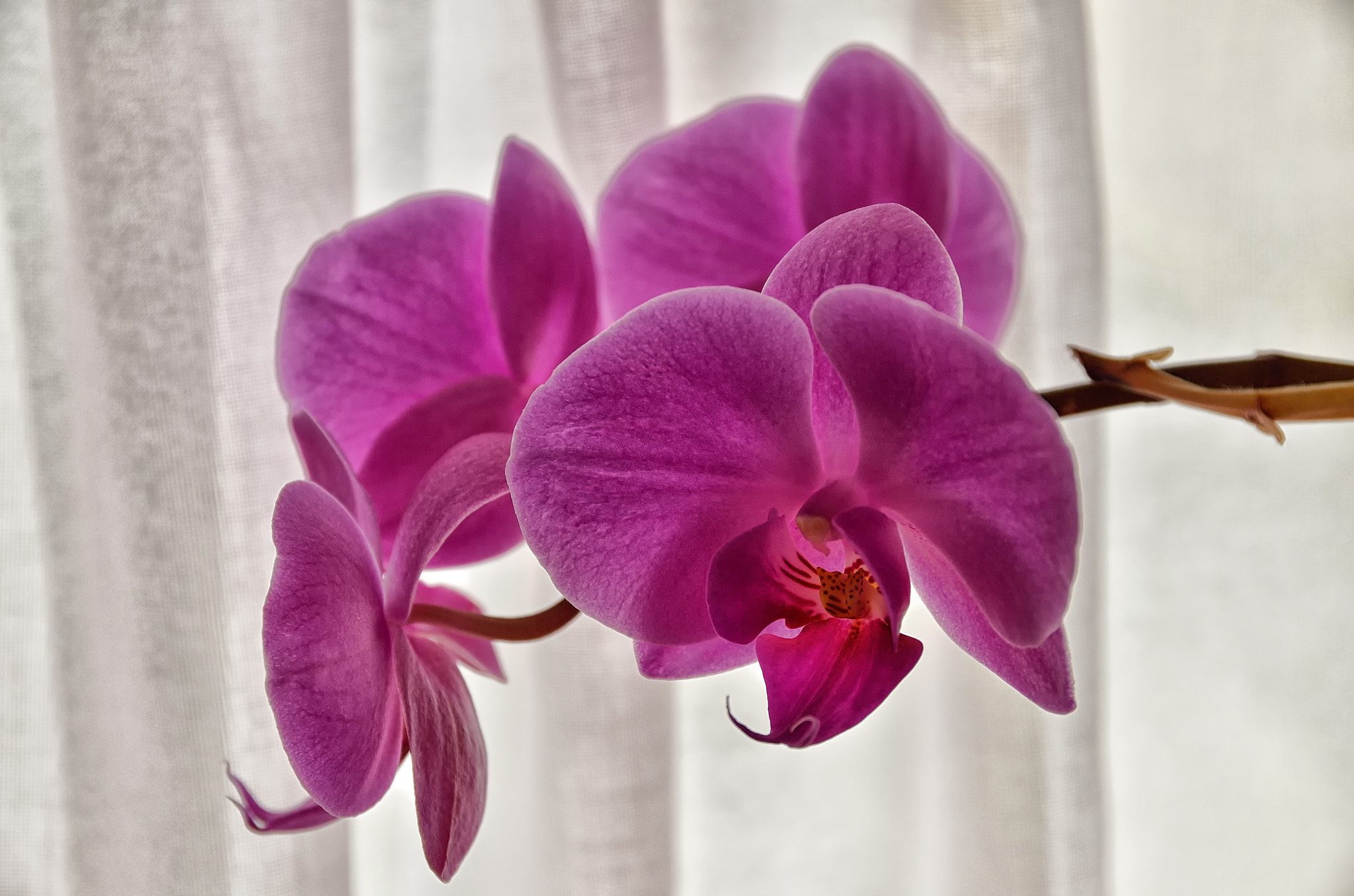 Sigma 17-70mm F2.8-4 DC Macro OS HSM | C sample photo. Orchid photography
