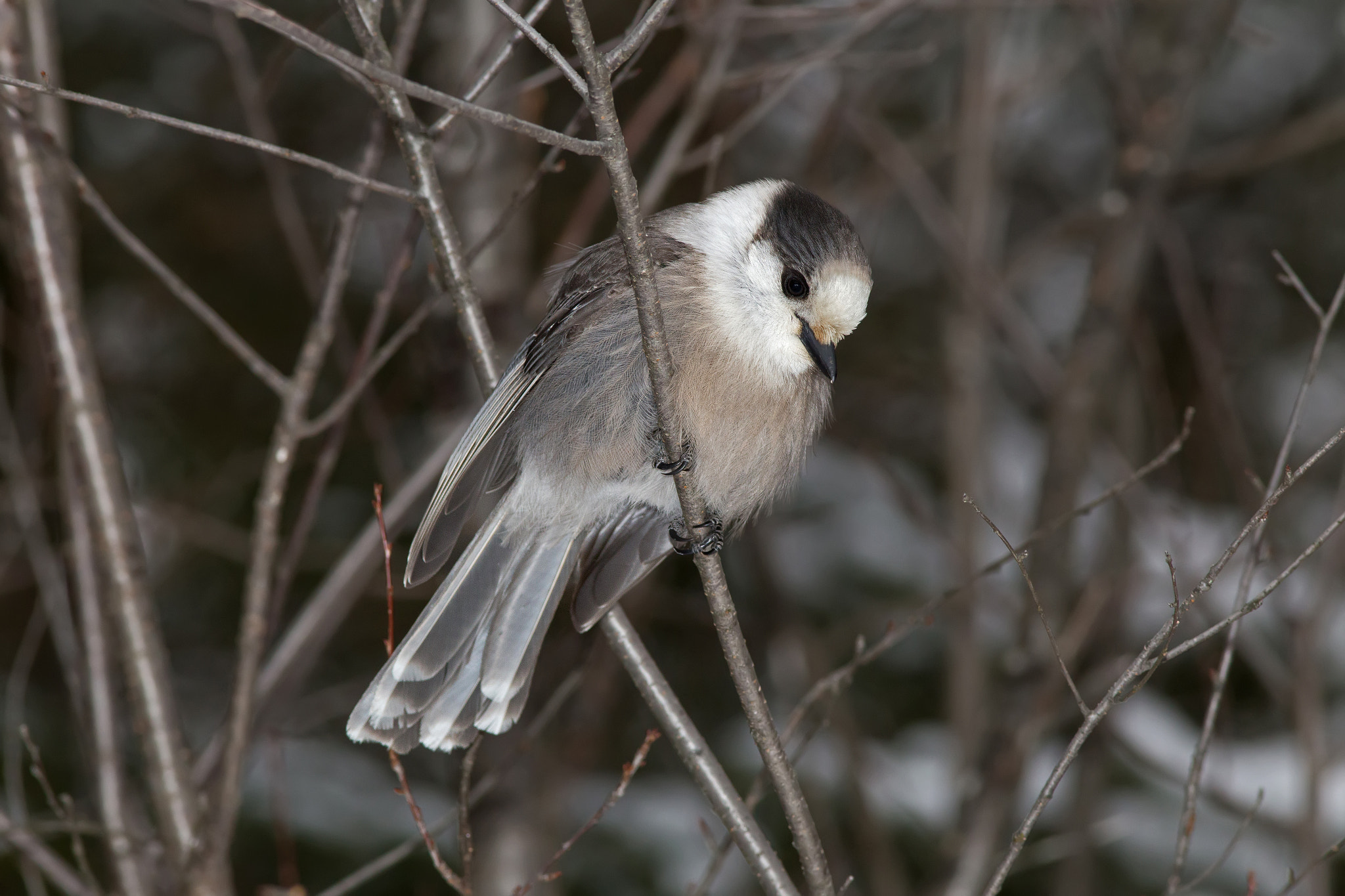 Canon EF 300mm F4L IS USM sample photo. Gray jay 1198 photography