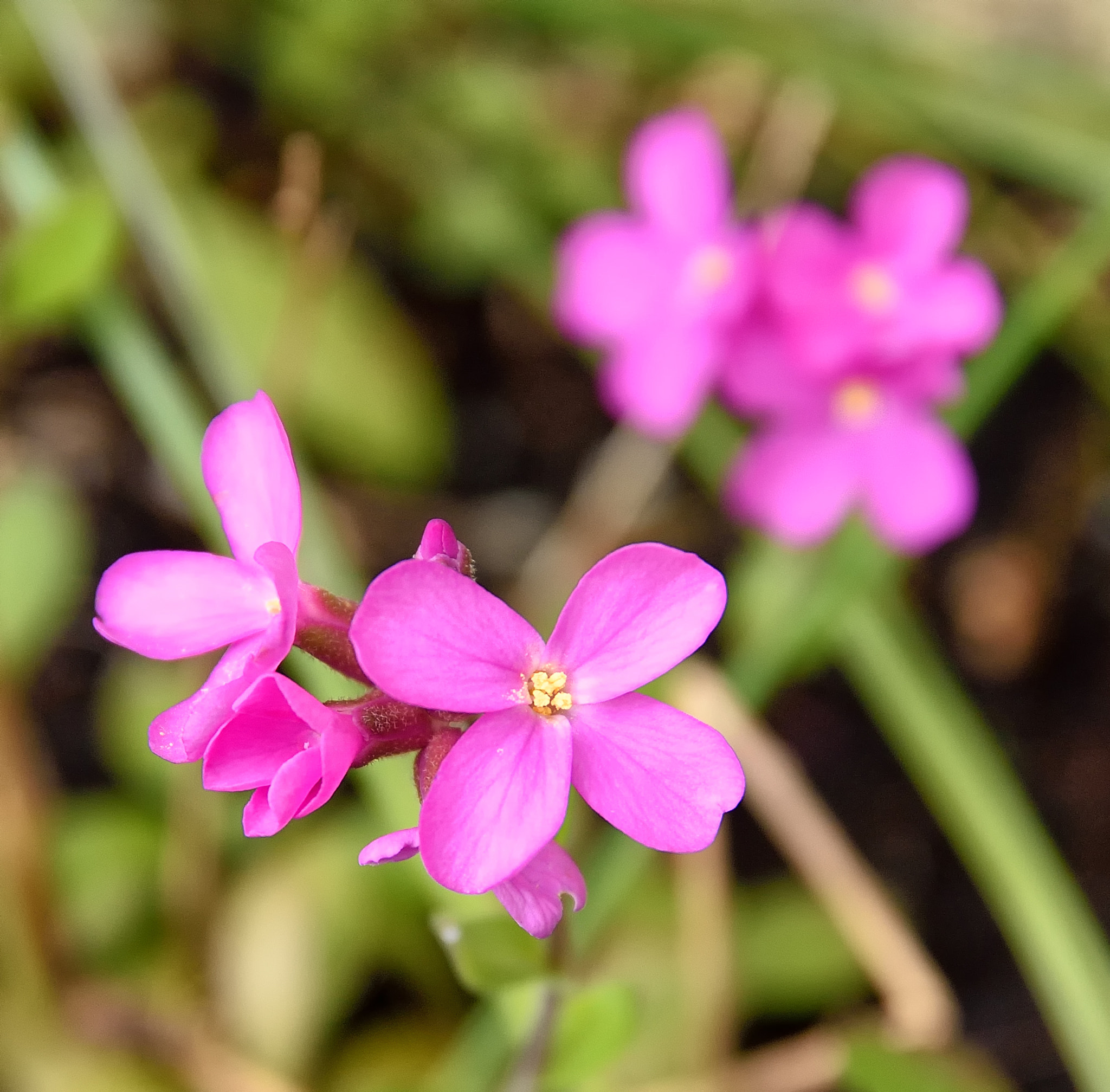 Nikon D7000 + Sigma 17-70mm F2.8-4 DC Macro OS HSM | C sample photo. Pink flower photography