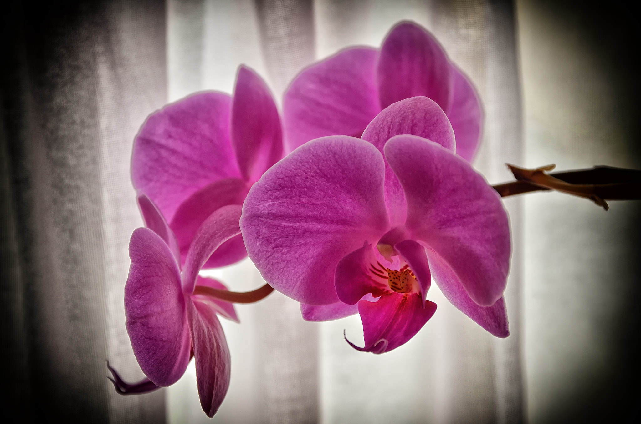 Sigma 17-70mm F2.8-4 DC Macro OS HSM | C sample photo. Orchid vignette photography