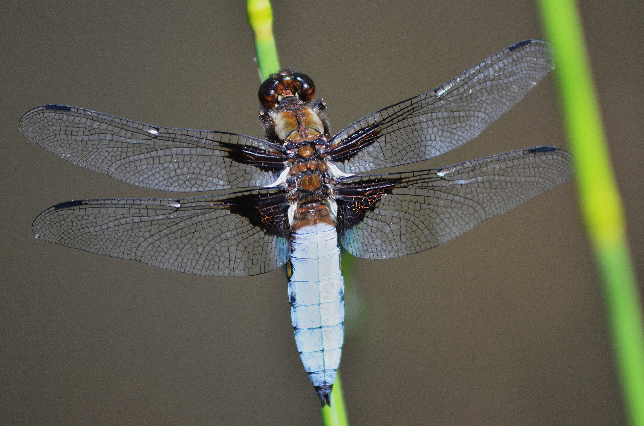 Nikon D7000 + AF Zoom-Nikkor 75-300mm f/4.5-5.6 sample photo. 013 photography