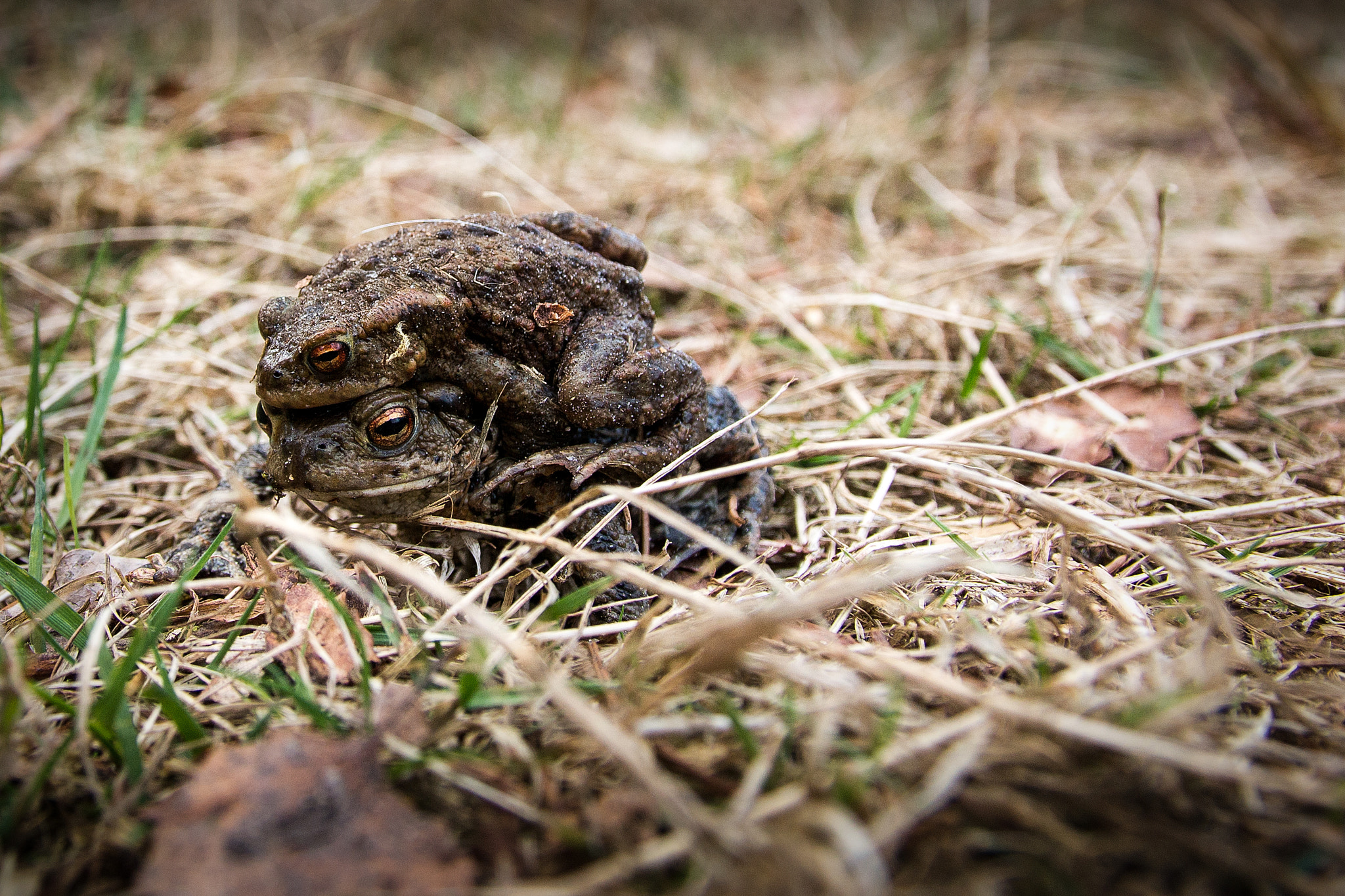 Canon EOS 70D + Canon EF 500mm F4L IS USM sample photo. Frogs photography