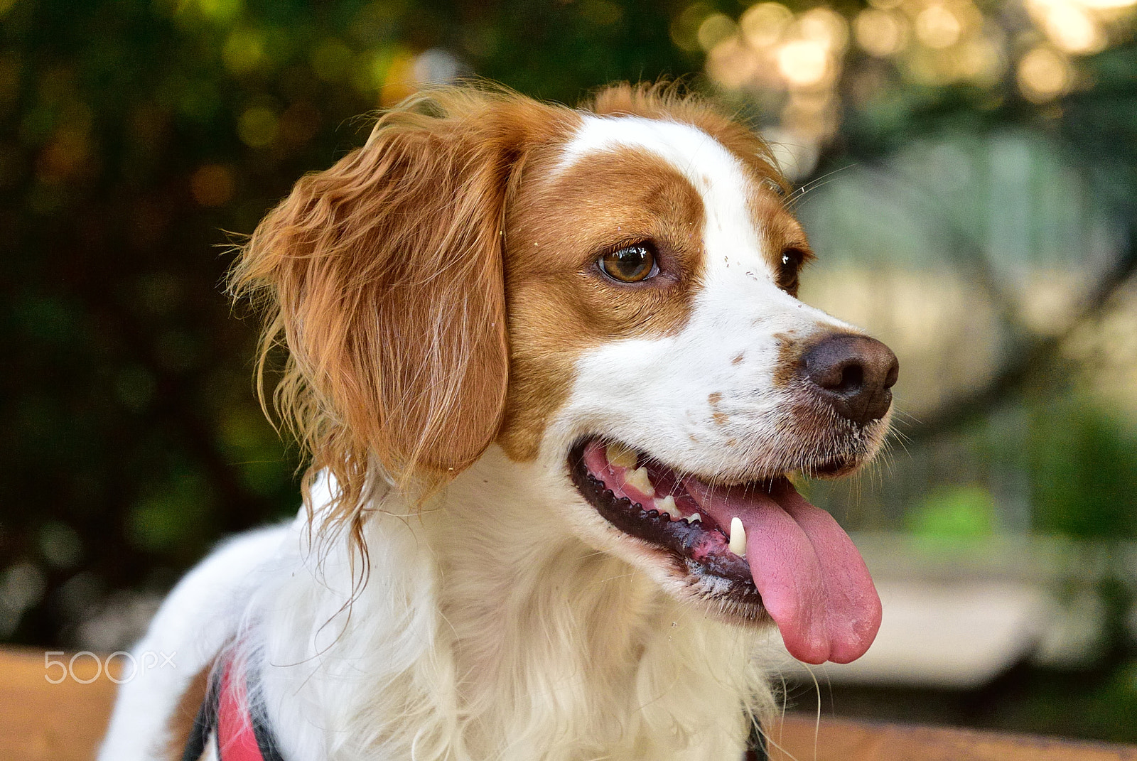 Nikon 1 S1 sample photo. Pixie (1 of 3) photography