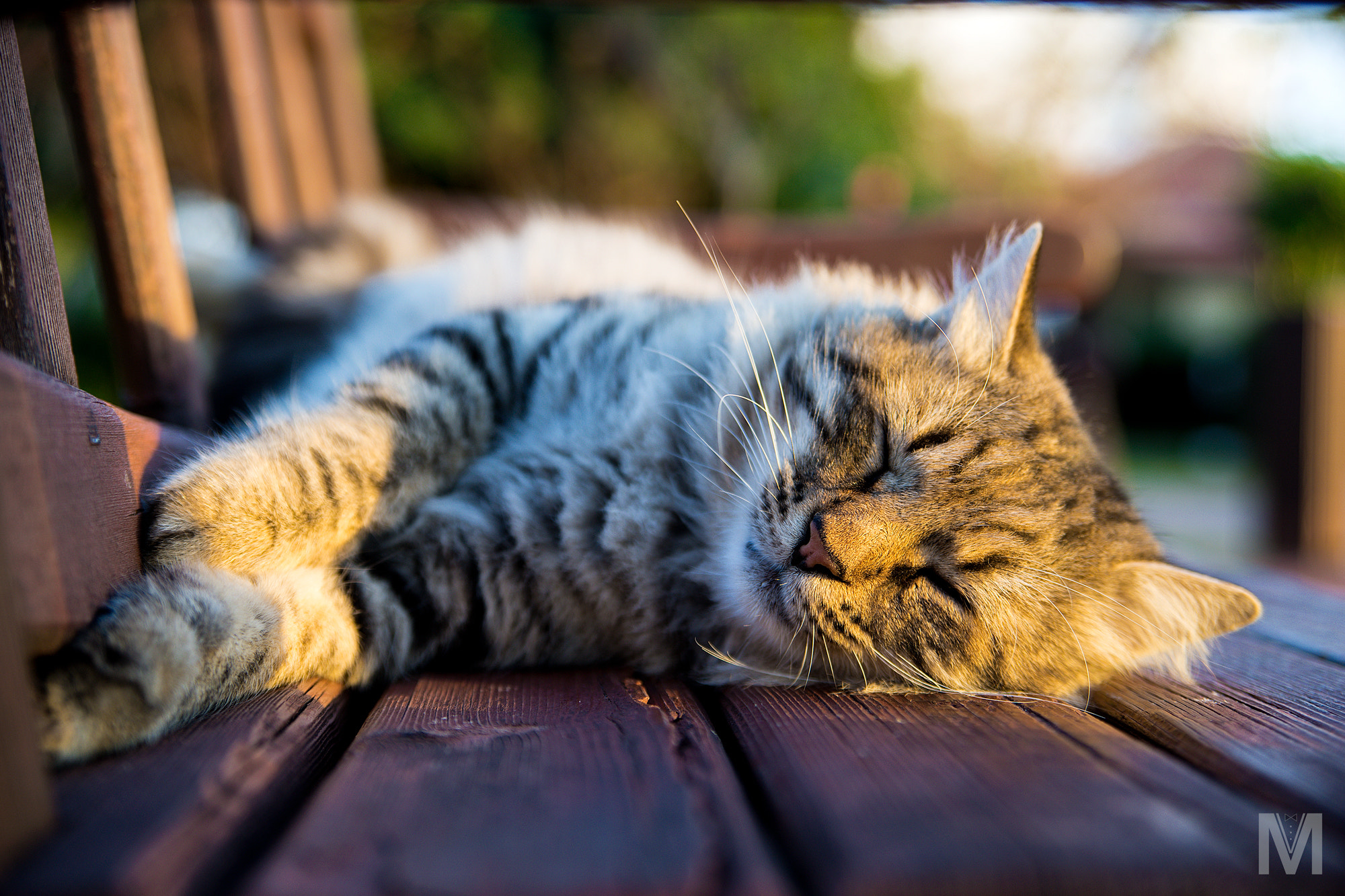 Sony a99 II + Tamron AF 28-75mm F2.8 XR Di LD Aspherical (IF) sample photo. Caturday. warm and calm. photography
