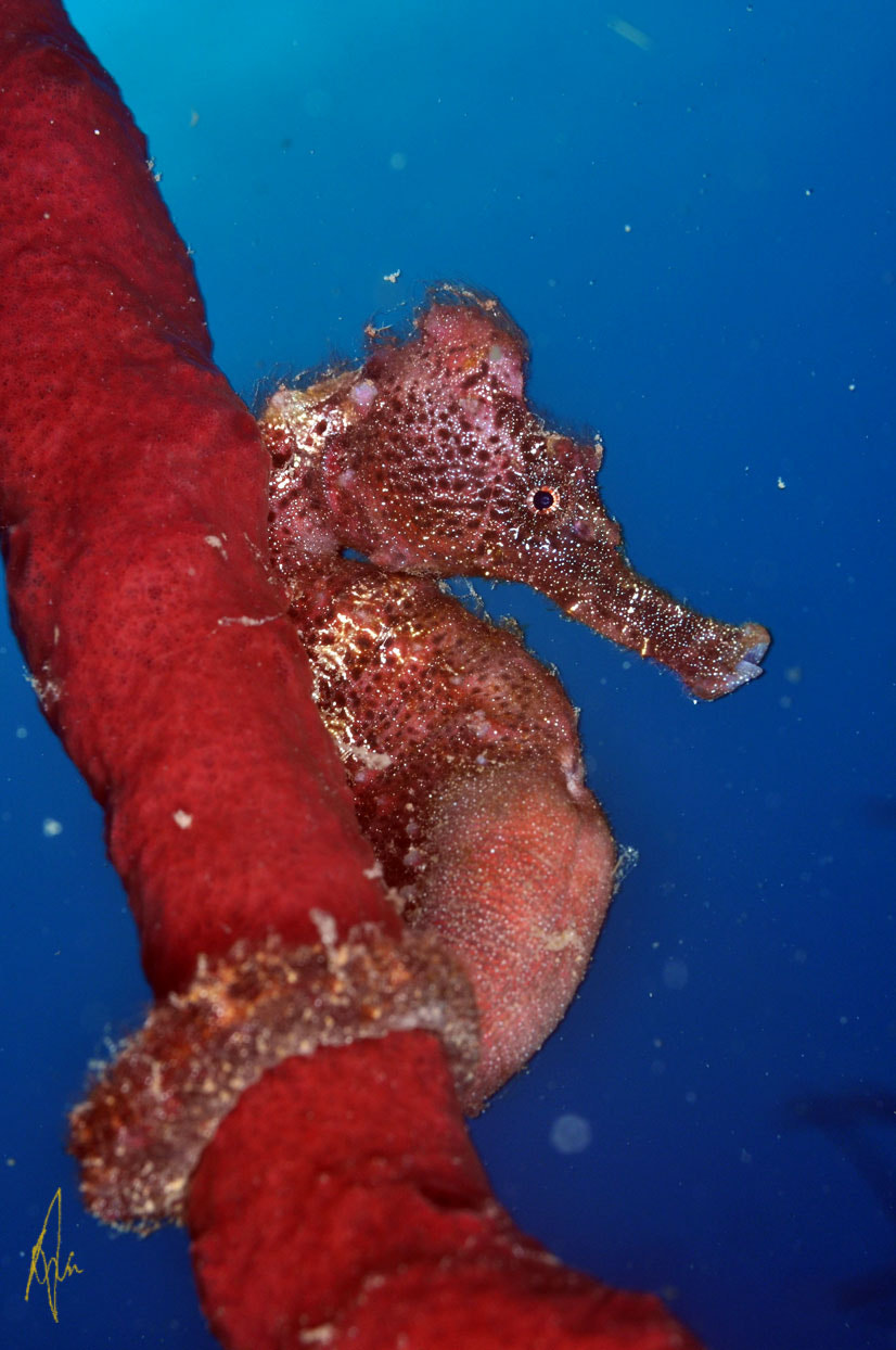 Nikon D90 + Sigma 50mm F2.8 EX DG Macro sample photo. Lined seahorse photography