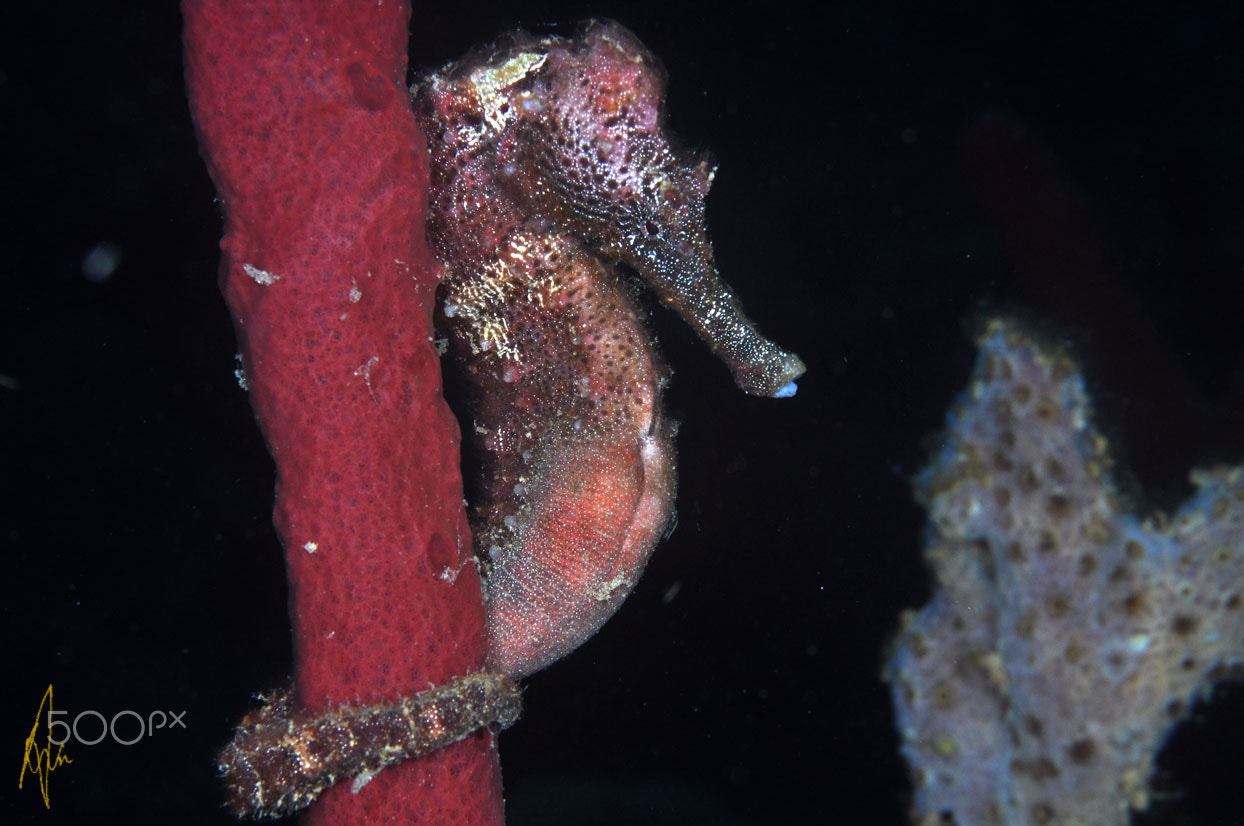 Nikon D90 + Sigma 50mm F2.8 EX DG Macro sample photo. Lined seahorse photography