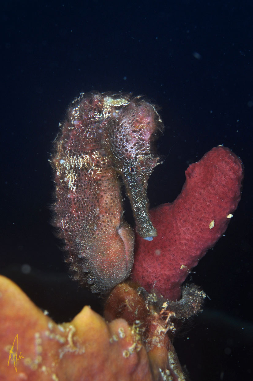 Nikon D90 + Sigma 50mm F2.8 EX DG Macro sample photo. Lined seahorse photography