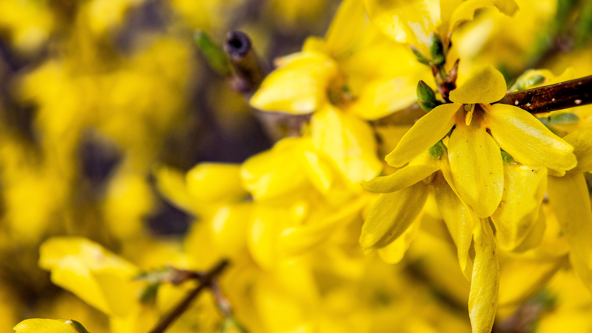 Panasonic Lumix DMC-GH2 sample photo. Flower of peace photography