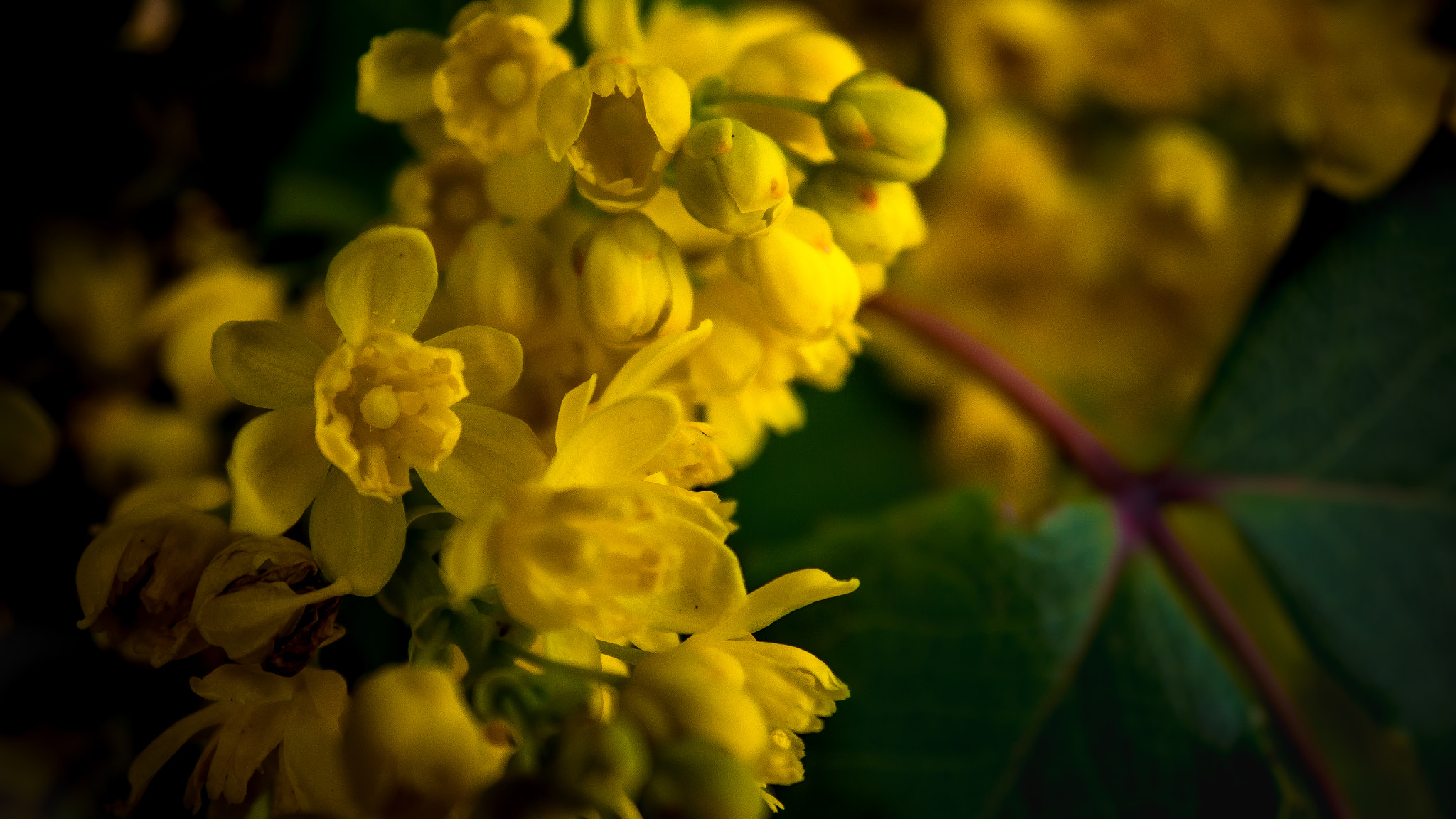 Panasonic Lumix DMC-GH2 sample photo. Flower of peace photography