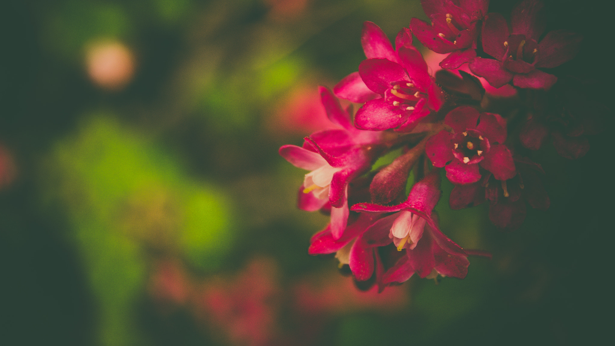 Panasonic Lumix DMC-GH2 sample photo. Flower of peace photography