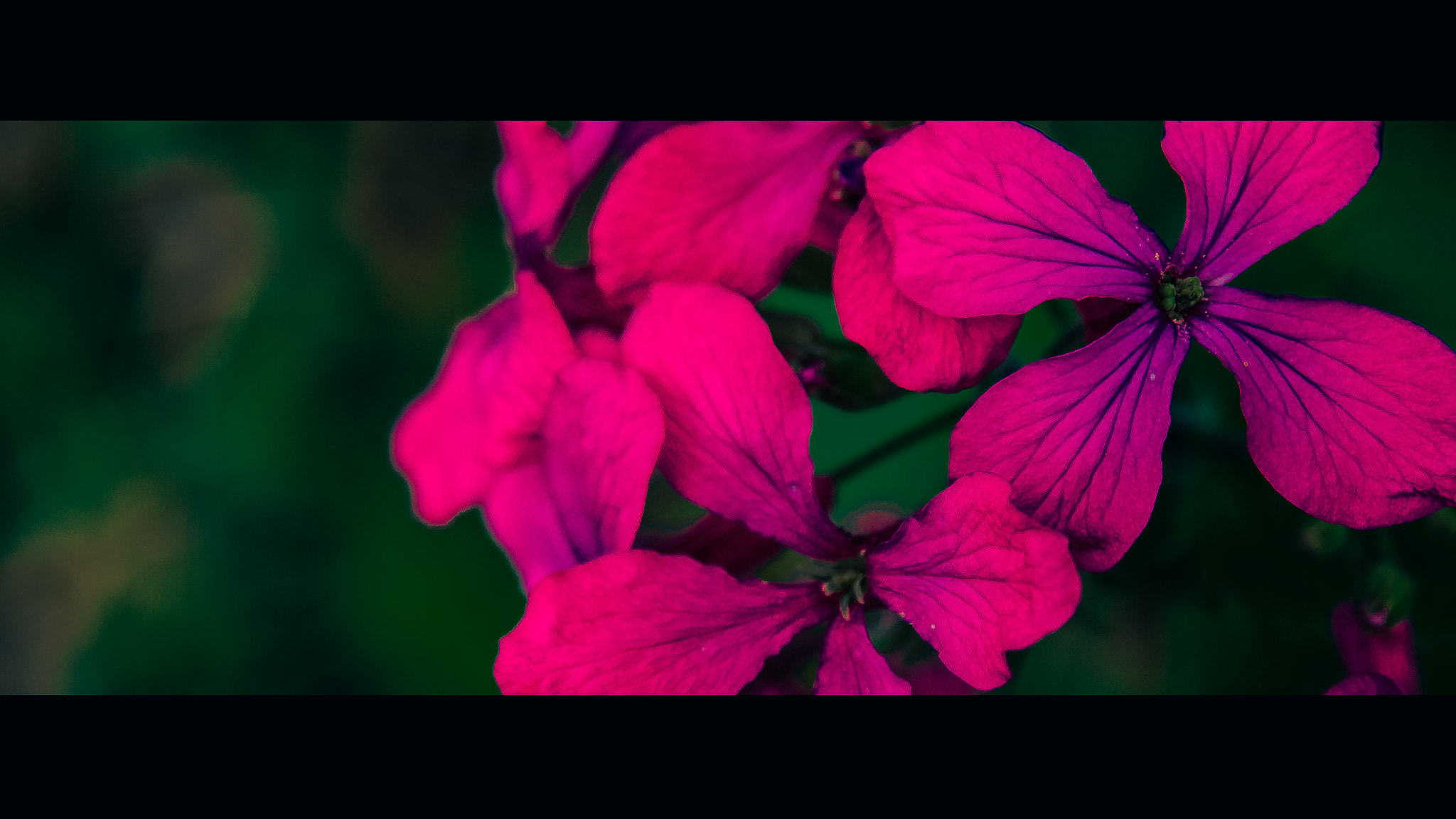 Panasonic Lumix DMC-GH2 sample photo. Flower of peace photography