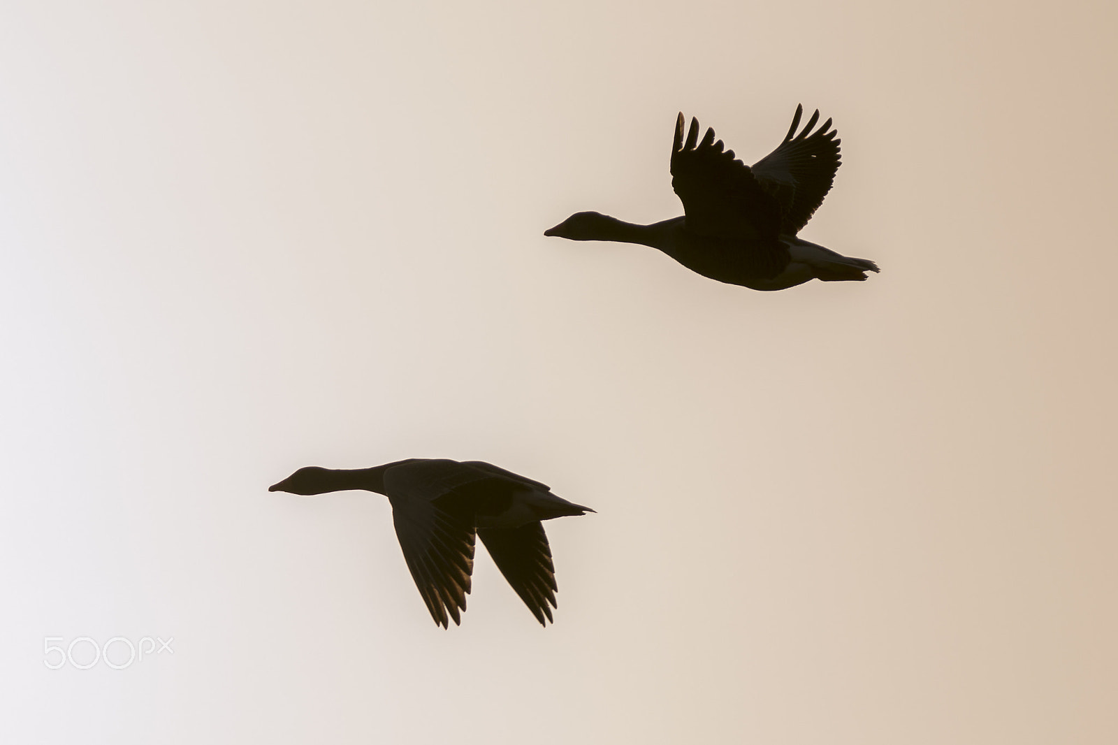 Sigma 150-600mm F5-6.3 DG OS HSM | C sample photo. Geese at dawn photography
