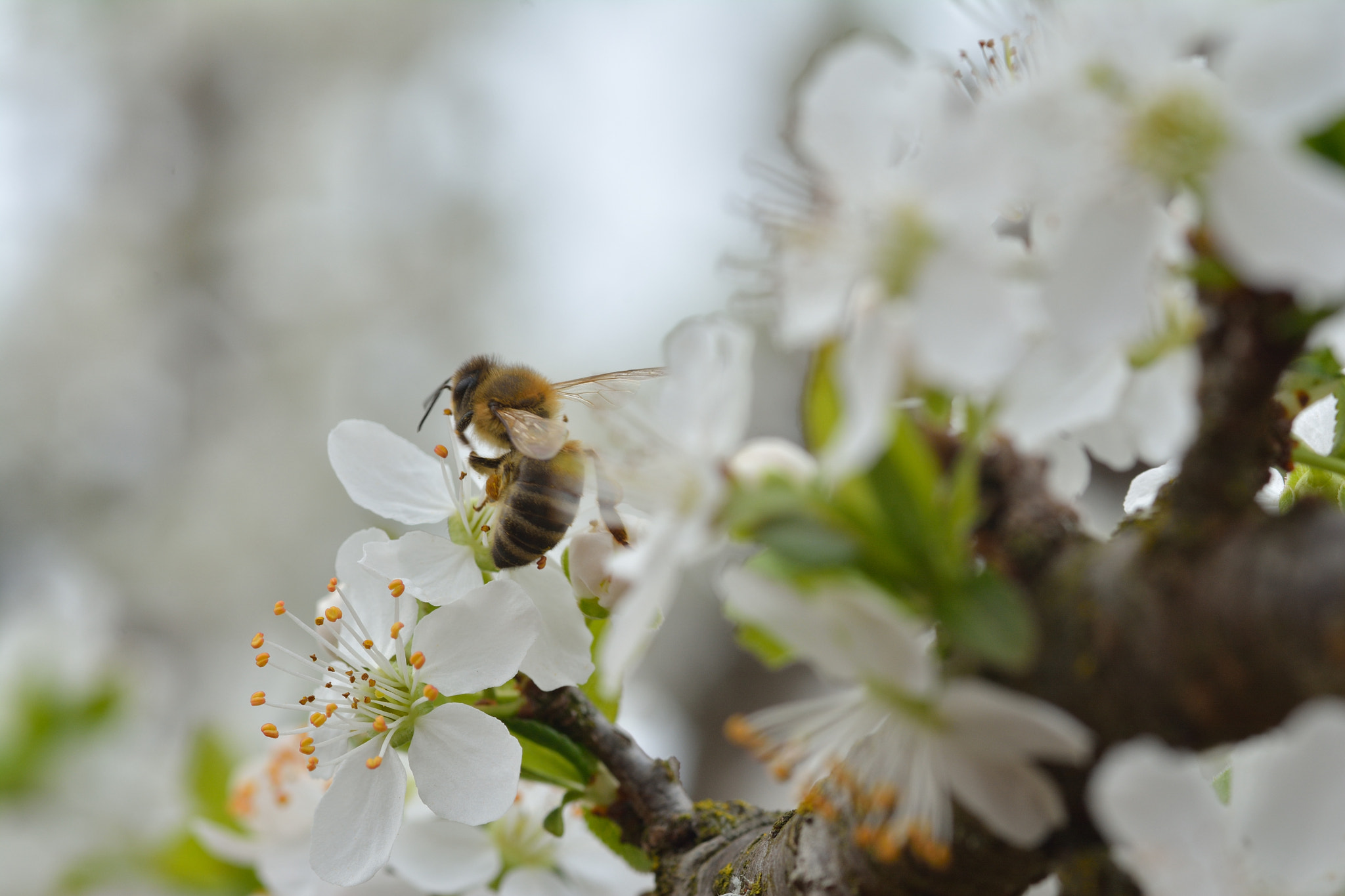 Nikon D7100 + Sigma 105mm F2.8 EX DG Macro sample photo. Bee in flight photography