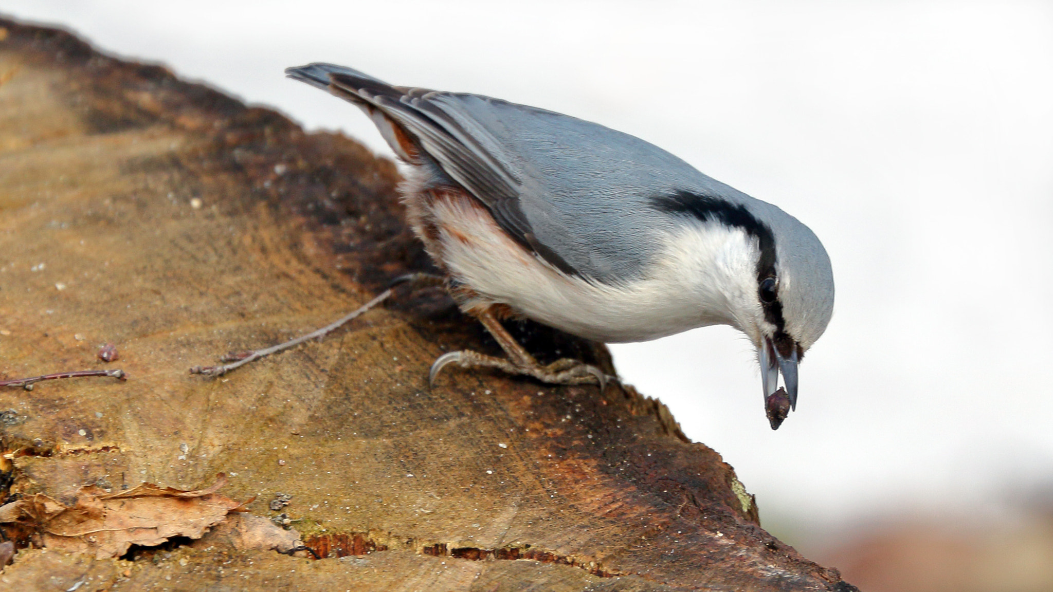 Canon EF 70-300mm F4-5.6L IS USM sample photo. Eurasian nuthatch photography