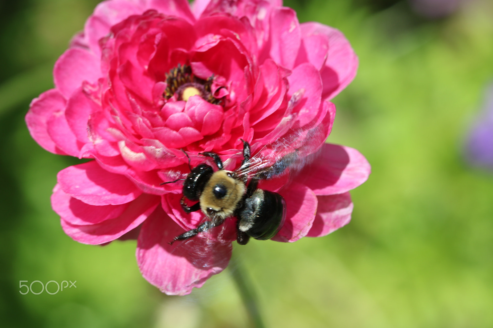Canon EF 100mm F2.8 Macro USM sample photo. Buzz 6036 photography