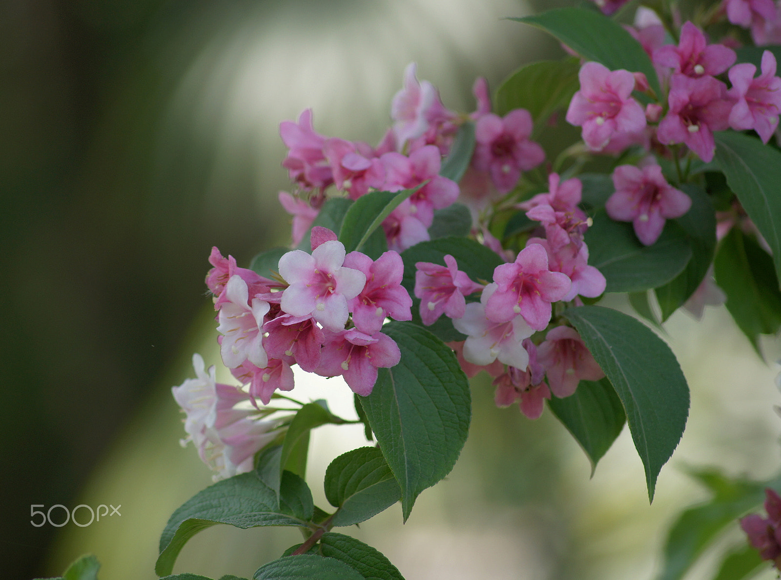 Sony DT 55-200mm F4-5.6 SAM sample photo. Spring etude. photography