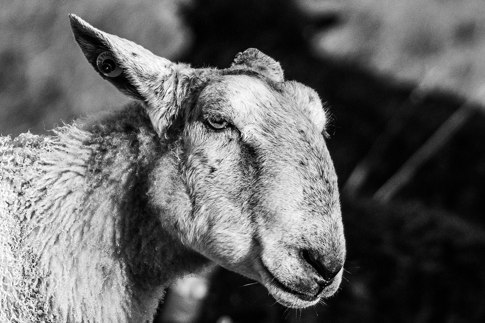 Sigma 150-600mm F5-6.3 DG OS HSM | C sample photo. Thoughtful sheep photography