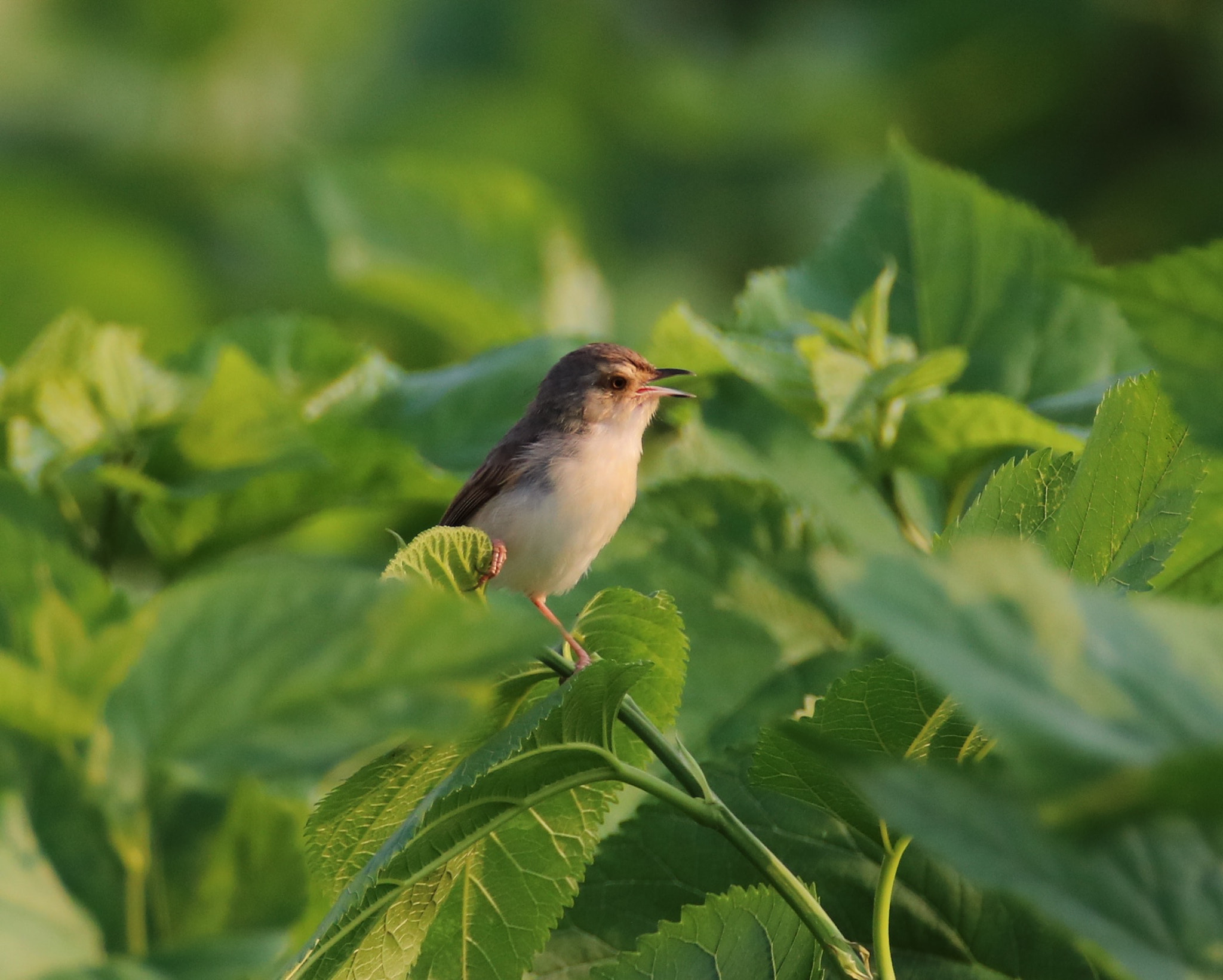 Canon EOS 750D (EOS Rebel T6i / EOS Kiss X8i) sample photo. Spring morning photography