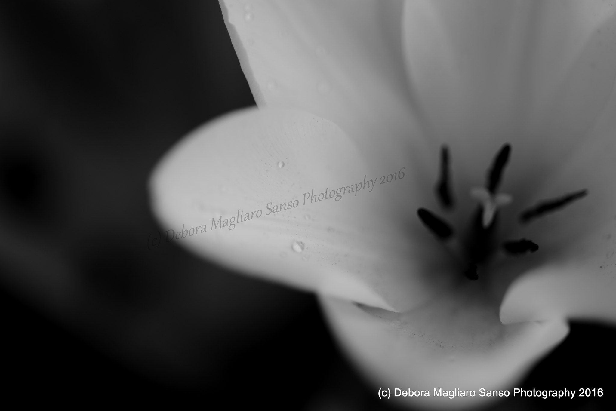 Nikon D610 + Nikon AF Micro-Nikkor 60mm F2.8D sample photo. Mystic photography