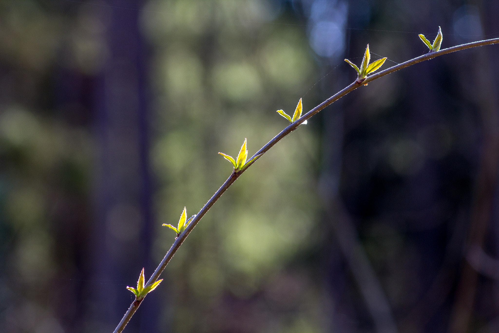 Canon EOS 60D + Canon EF 100mm F2.8 Macro USM sample photo. 6 in a row photography