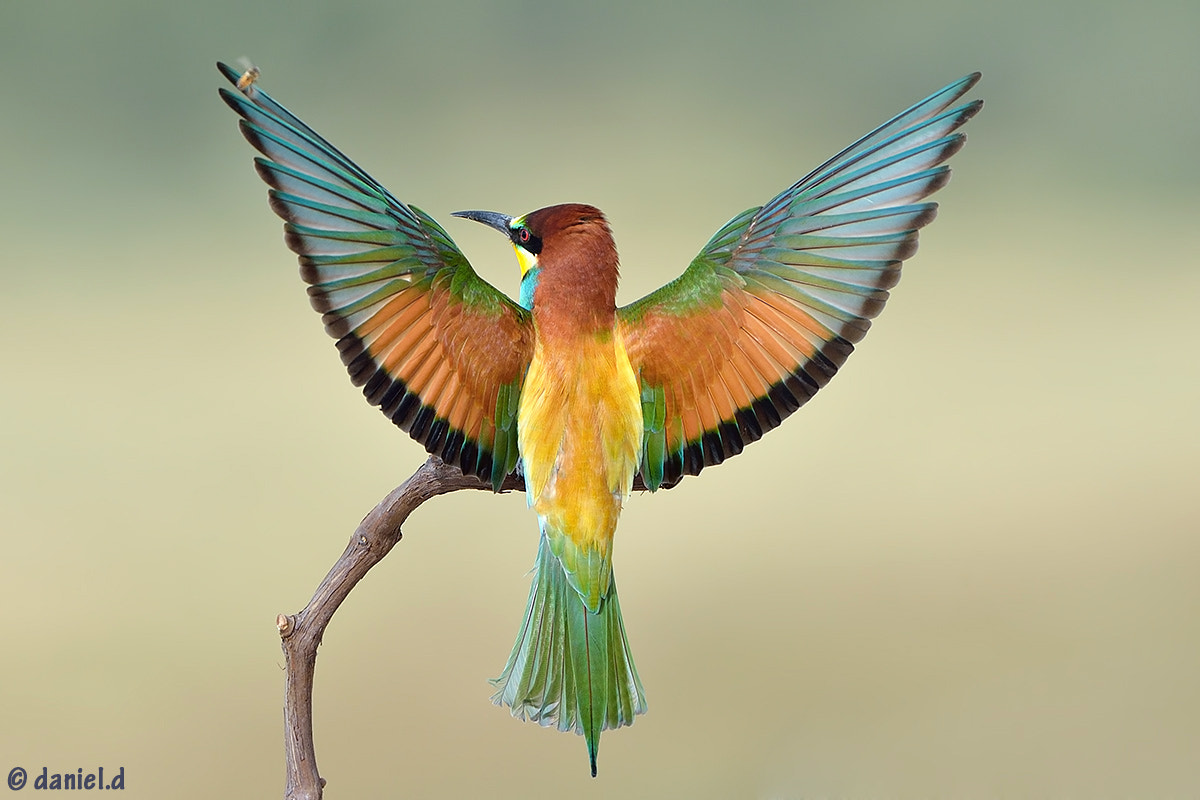 Nikon D4 + Nikon AF-S Nikkor 500mm F4D ED-IF II sample photo. Bee-eater and bee photography