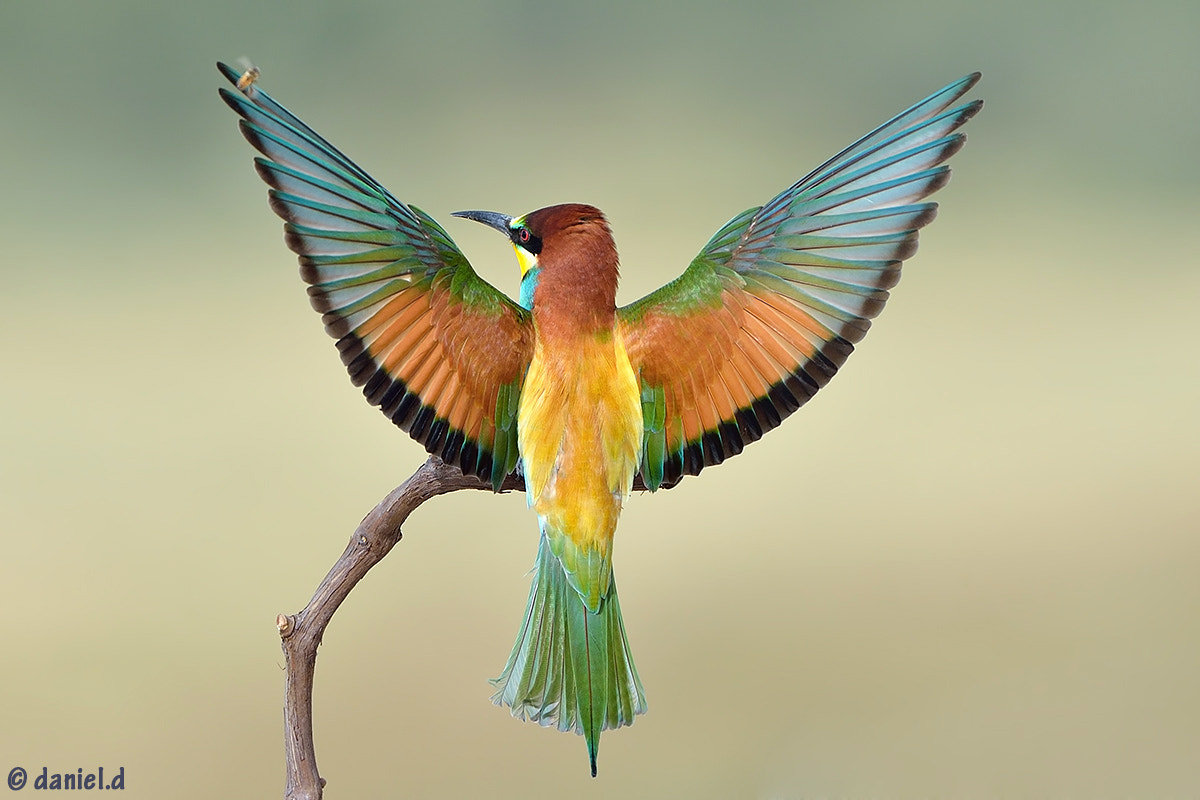 Nikon AF-S Nikkor 500mm F4D ED-IF II sample photo. Bee-eater and bee photography