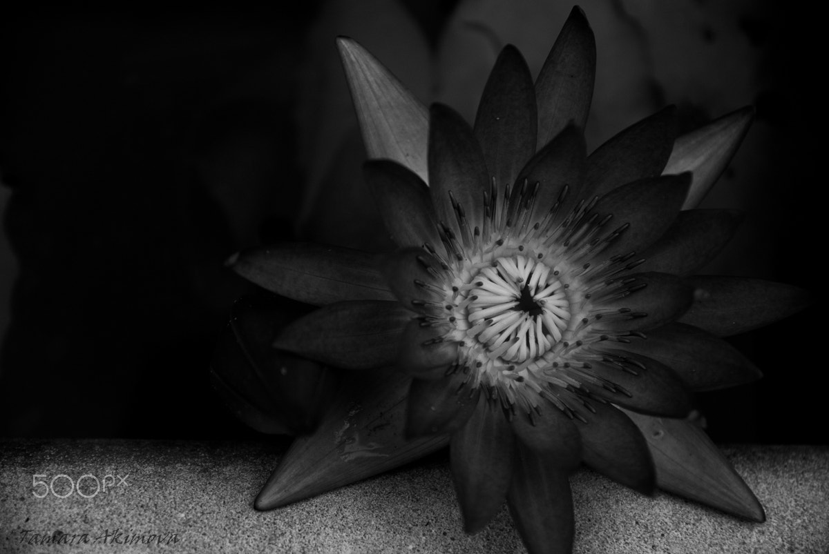 Sigma 17-50mm F2.8 EX DC OS HSM sample photo. Flower photography