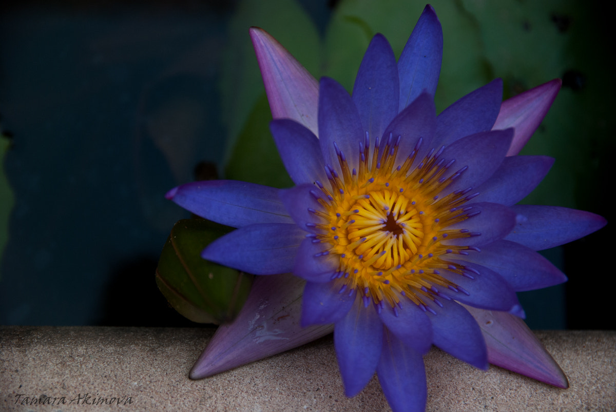 Sigma 17-50mm F2.8 EX DC OS HSM sample photo. Flower photography