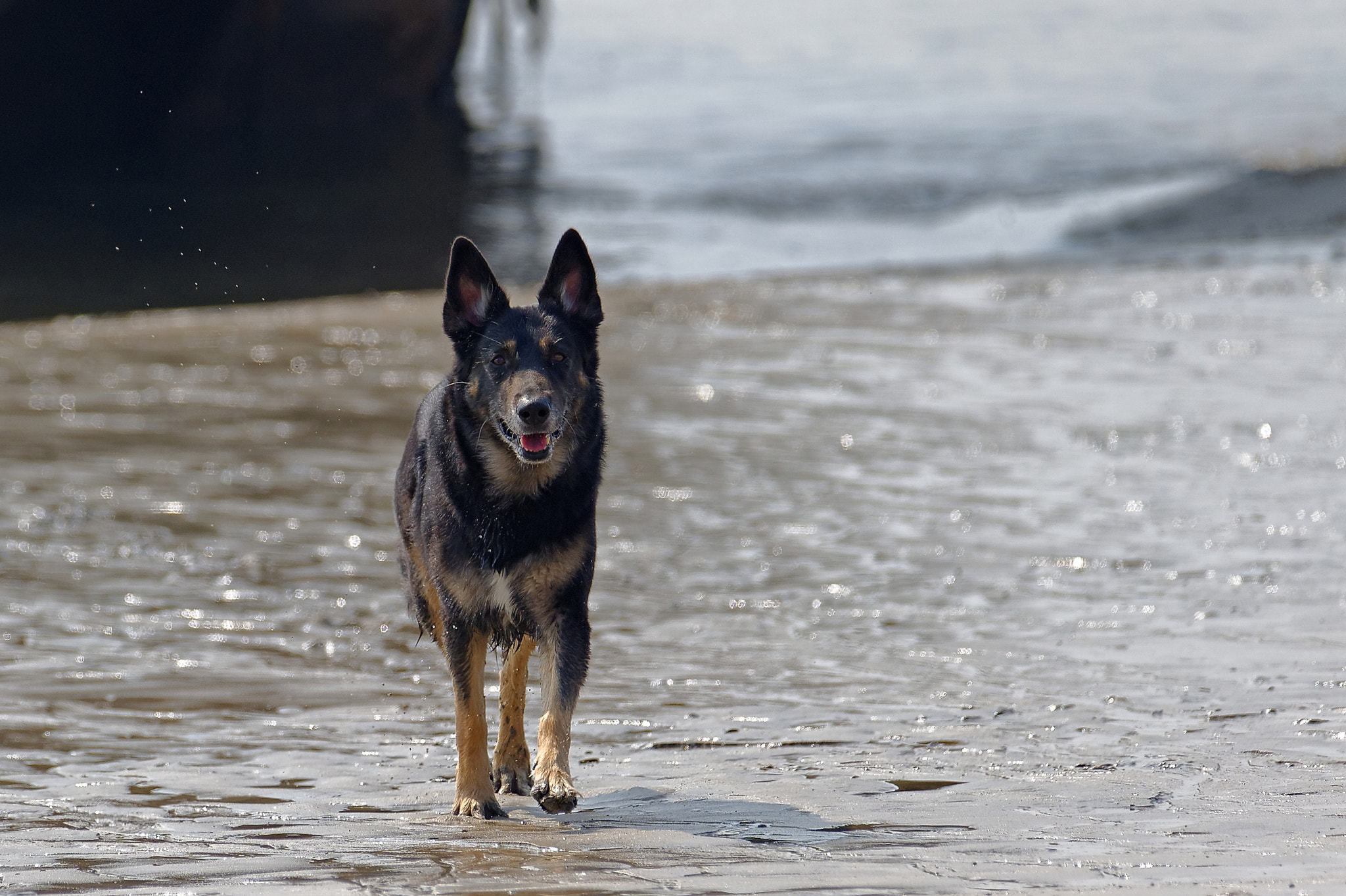 Nikon AF-S Nikkor 200-500mm F5.6E ED VR sample photo. Dog walking on beach photography