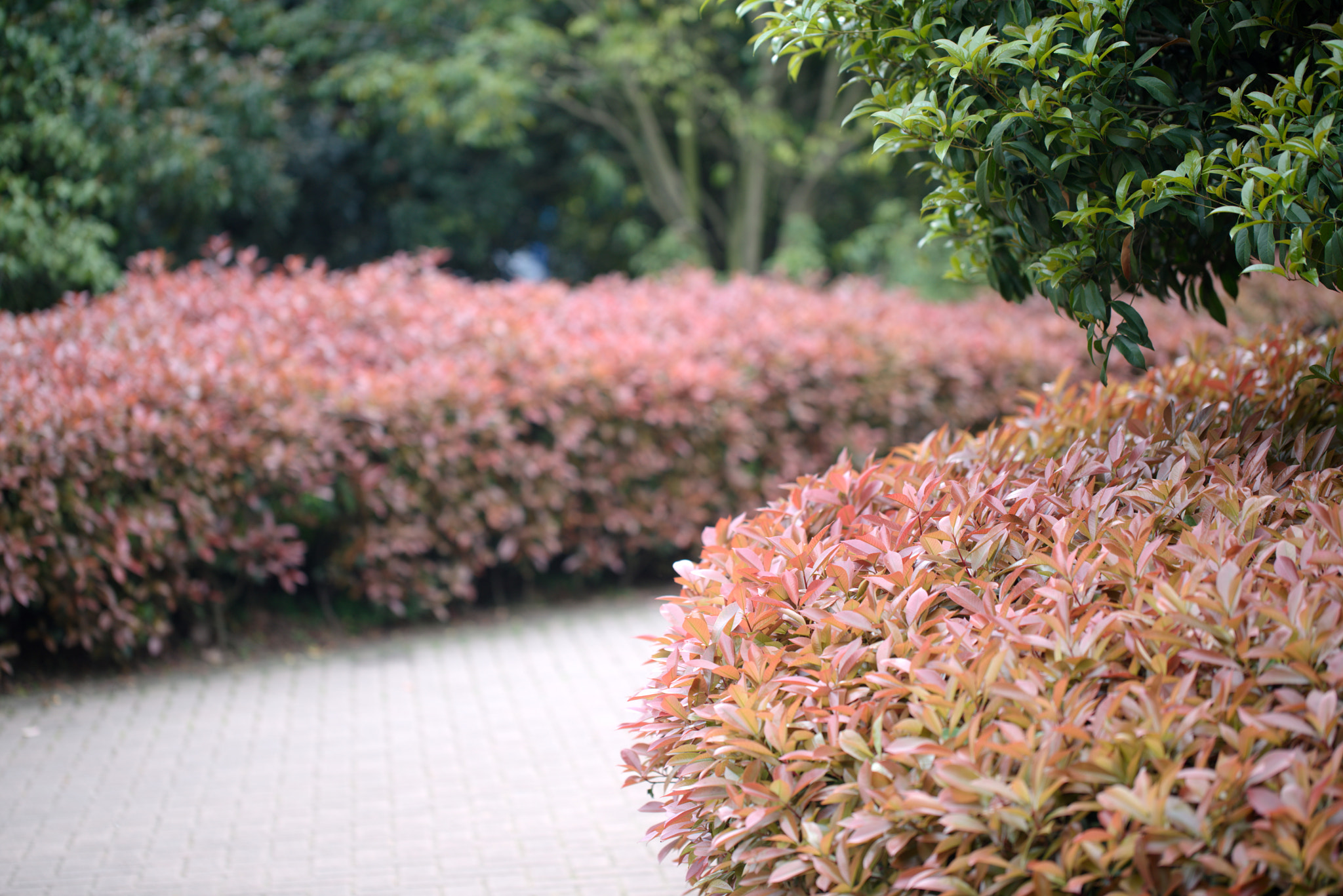 Sony a7R II + Canon EF 100mm F2.8L Macro IS USM sample photo. Bush photography