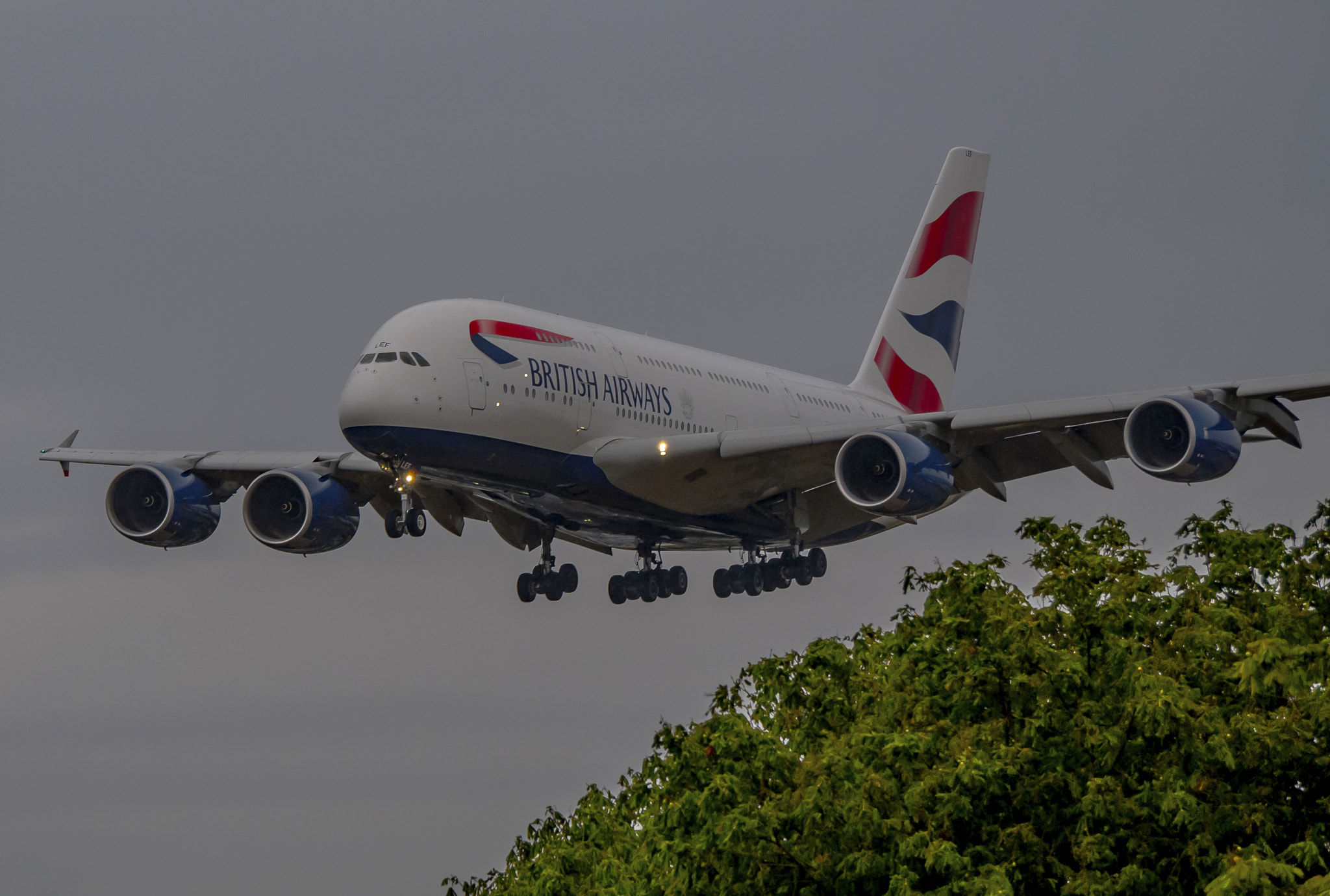 Panasonic Lumix DMC-GX7 sample photo. Bush a380 photography